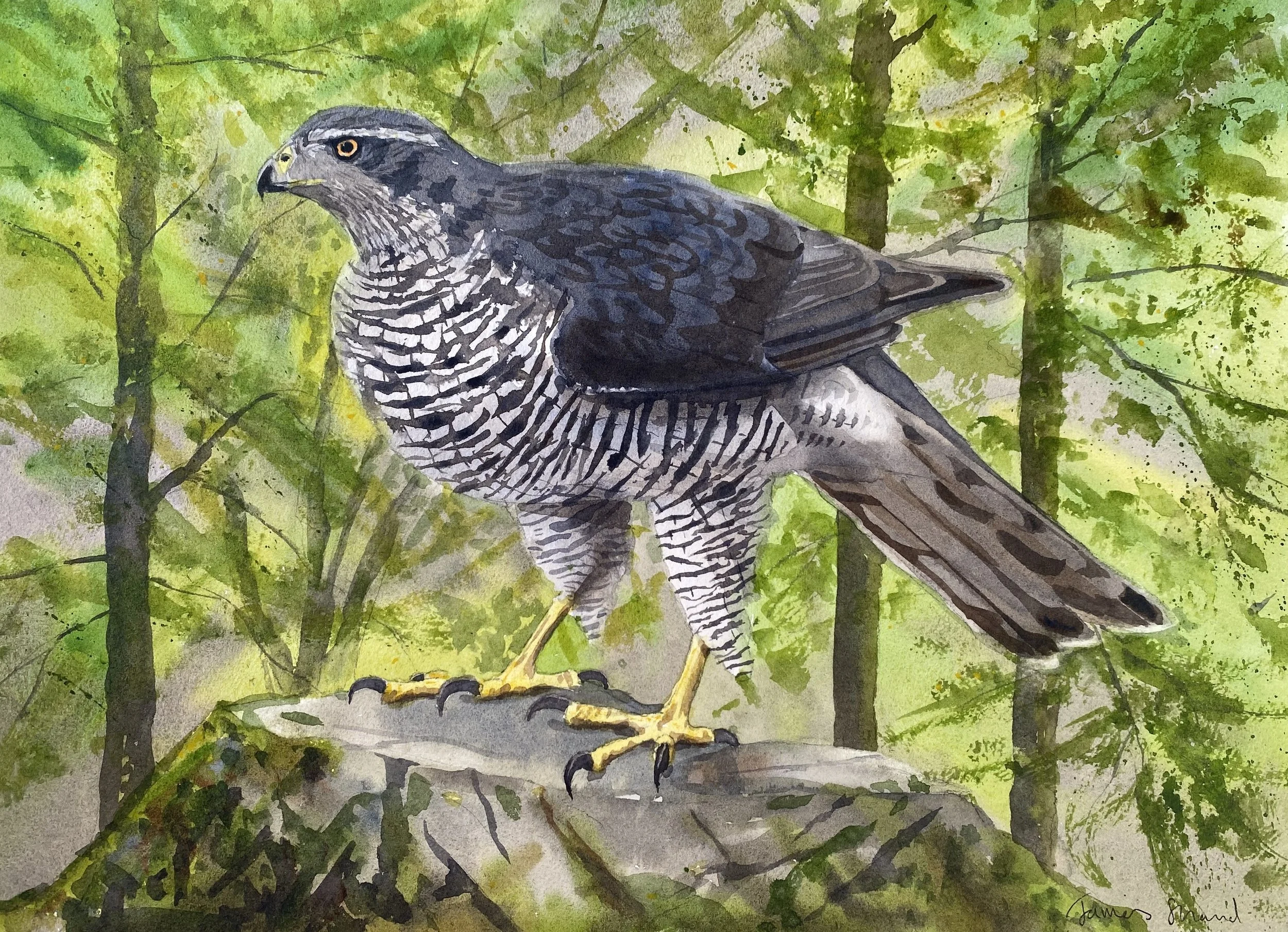 Goshawk