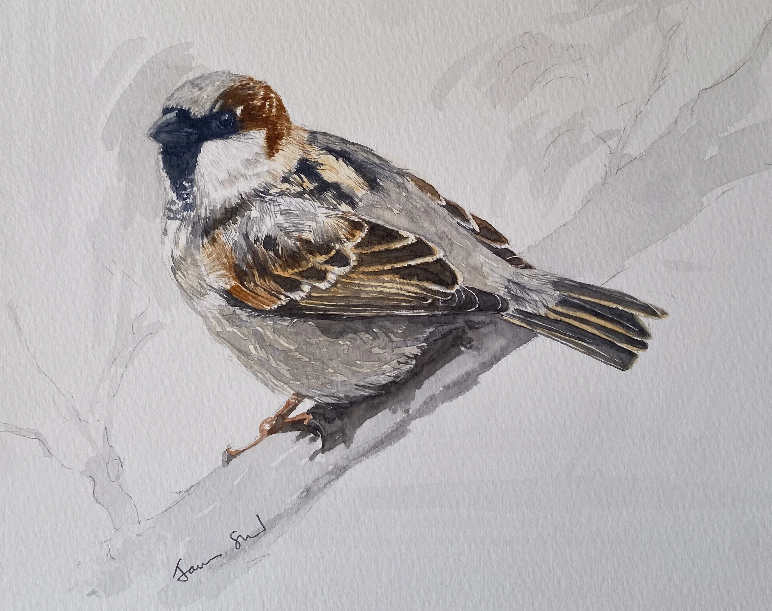 Sparrow