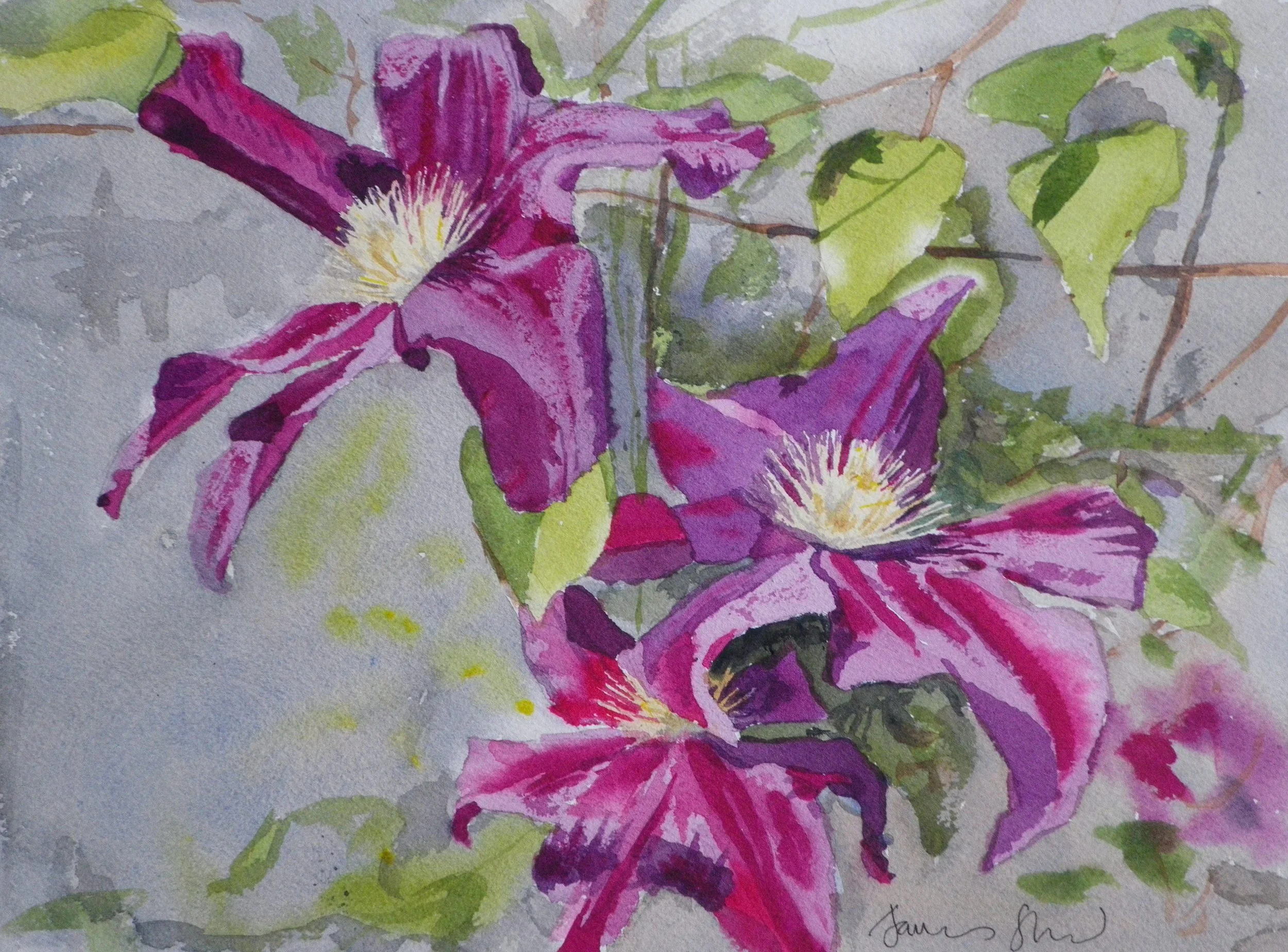 Watercolor painting of pink and purple clematis flowers with green leaves.