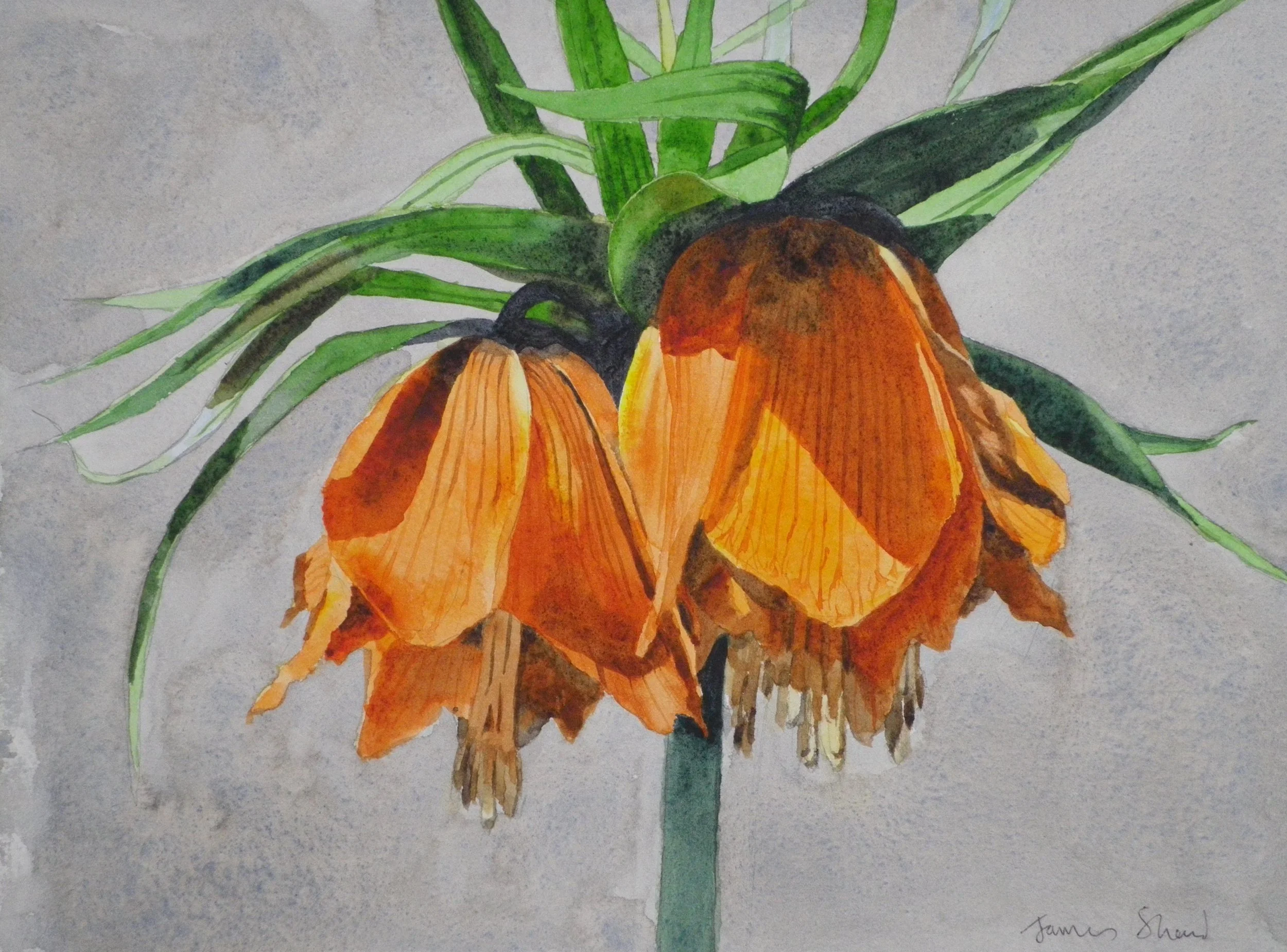A watercolor painting of two orange, wilted flowers with green leaves and a stem against a gray background.