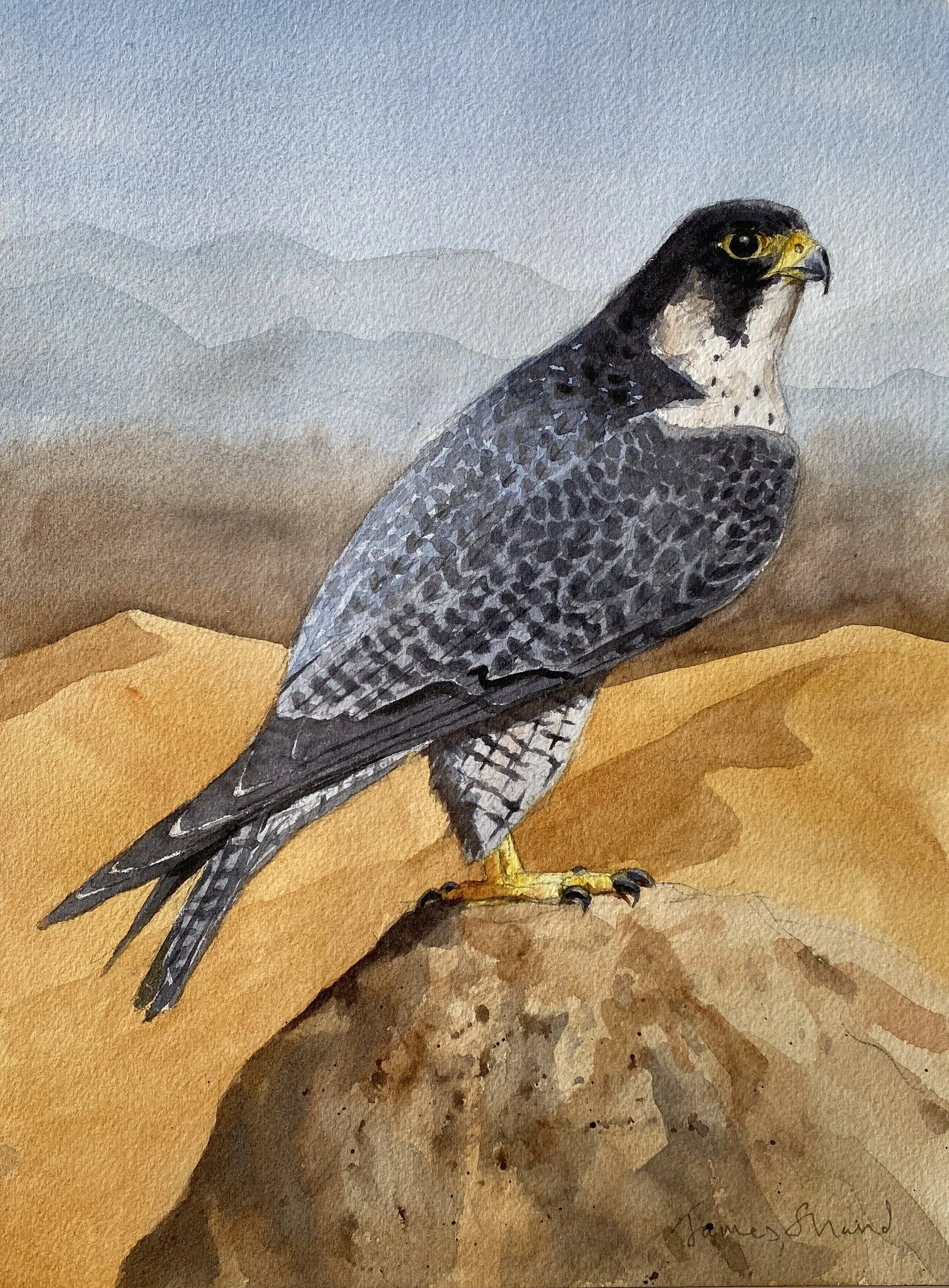 Peregrine in the desert