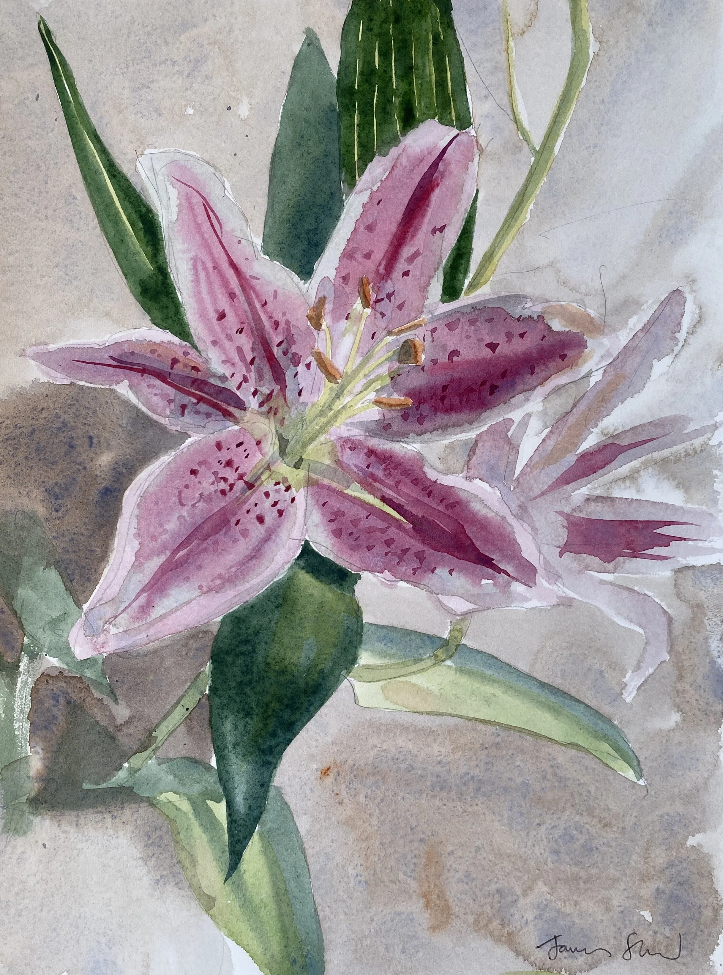 Lily