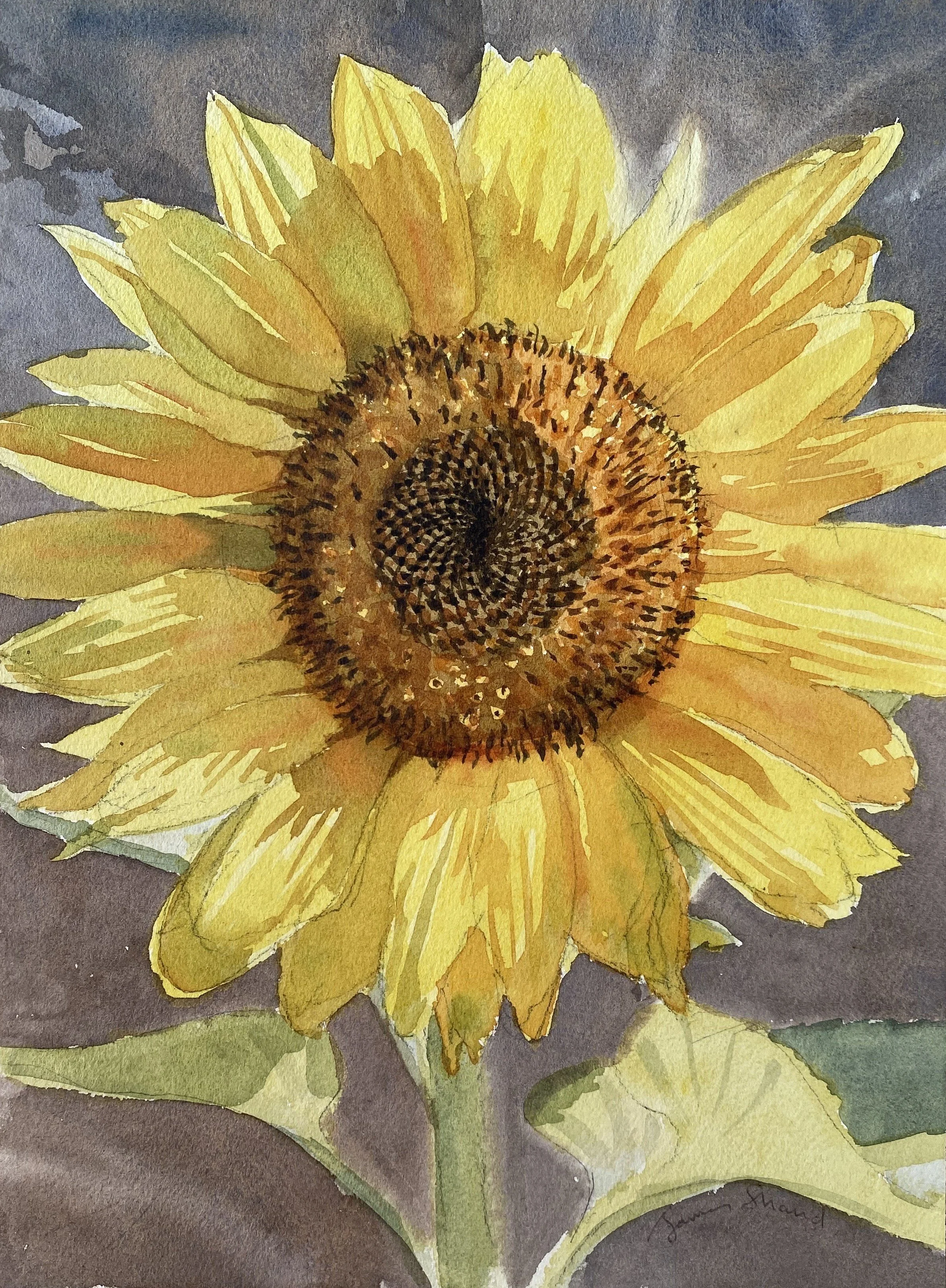 Sunflower