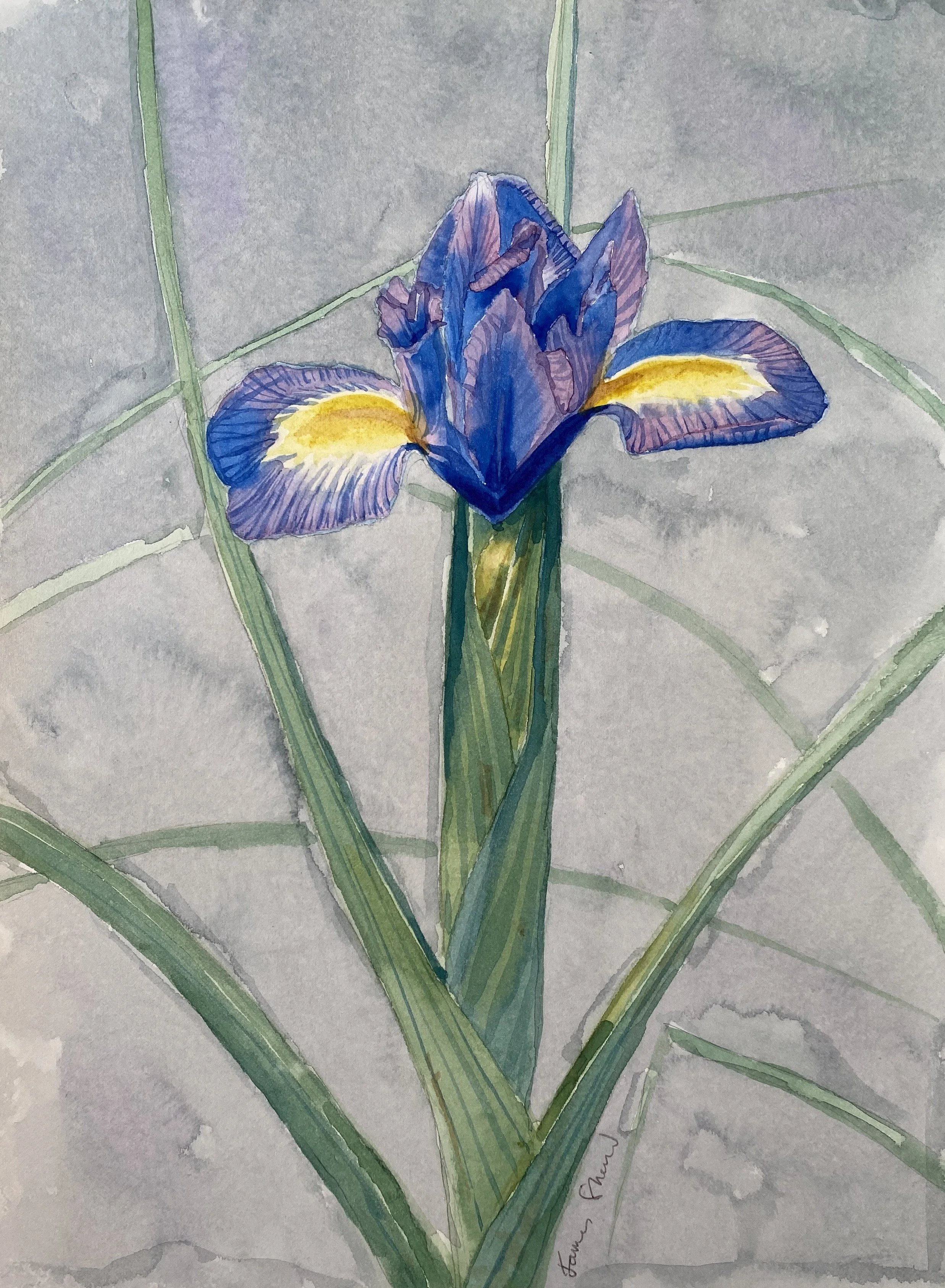 Dwarf blue iris