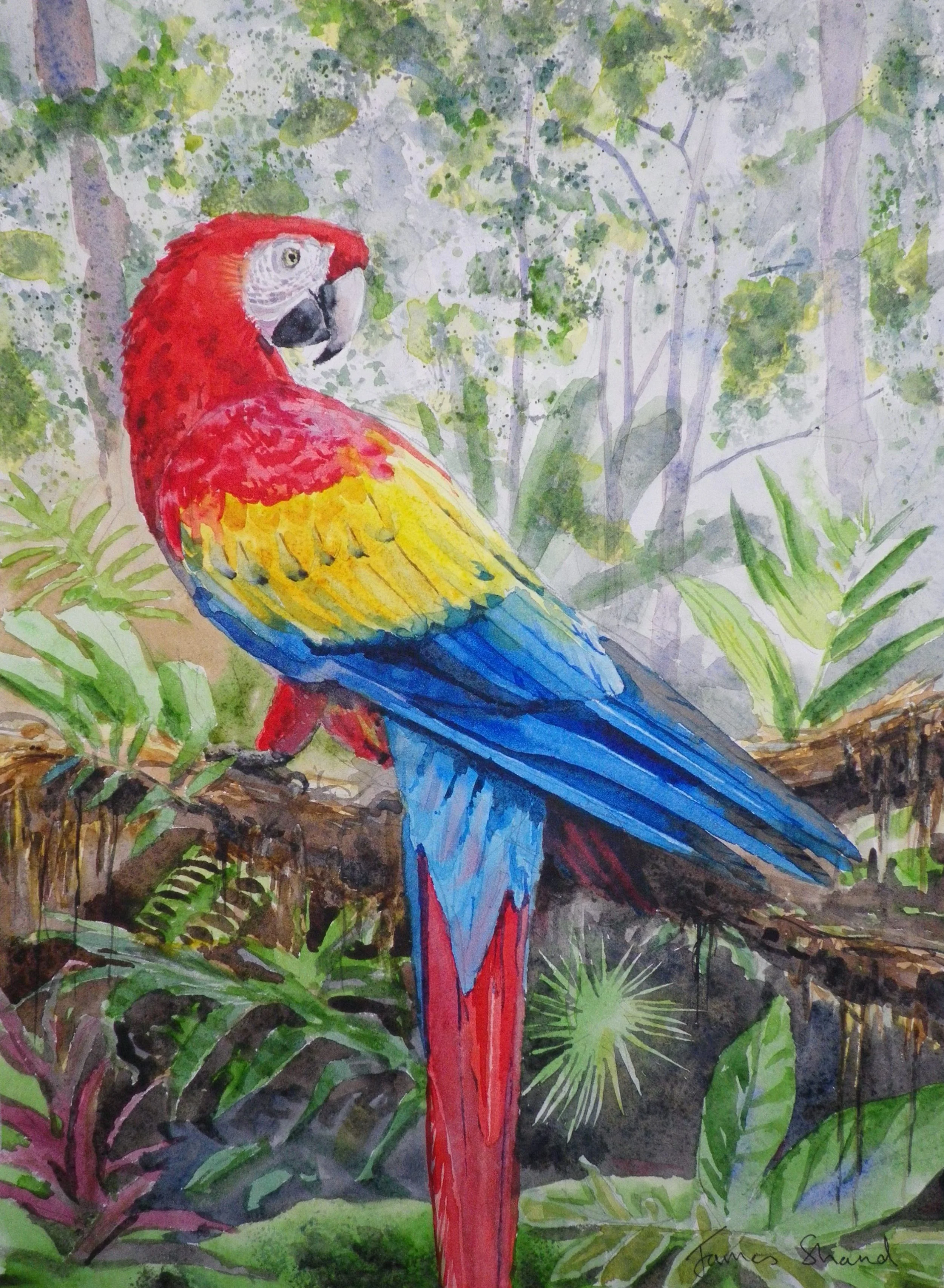 Colorful watercolor painting of a red, yellow, and blue macaw parrot perched on a tree branch in a lush forest setting.