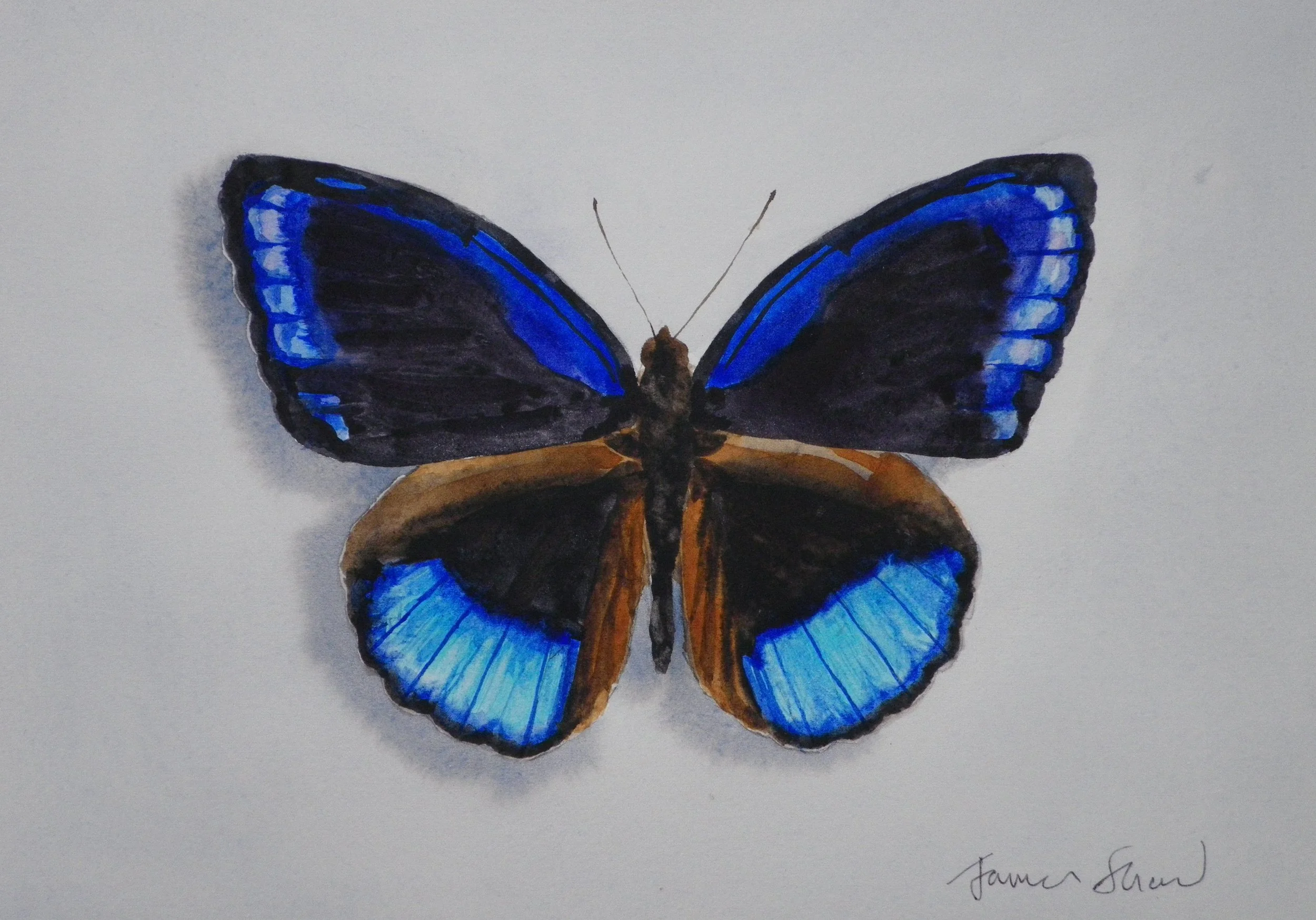Watercolor painting of a butterfly with blue and black wings on a white background.