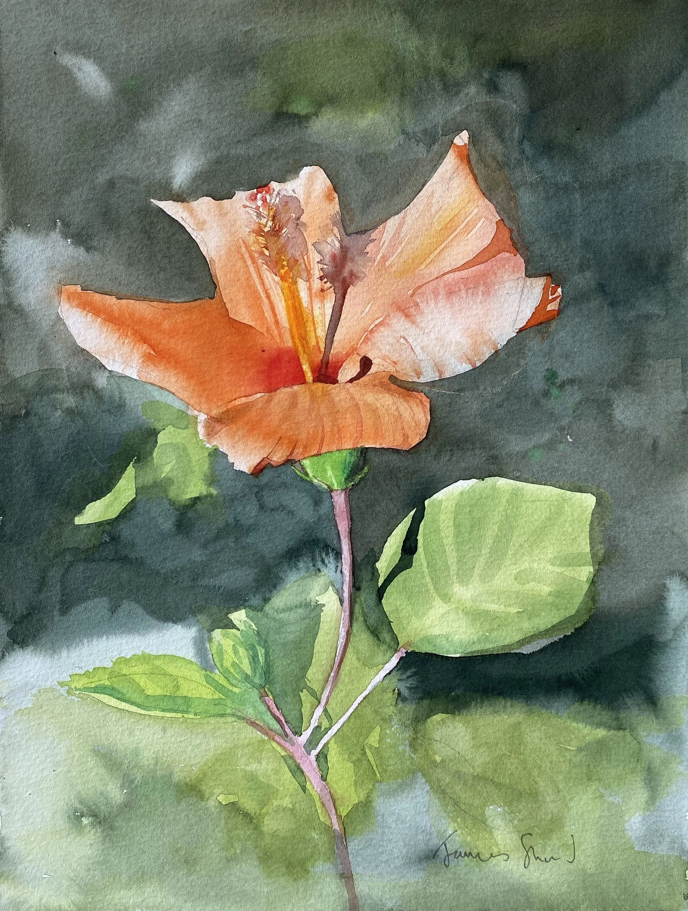Hibiscus in autumn