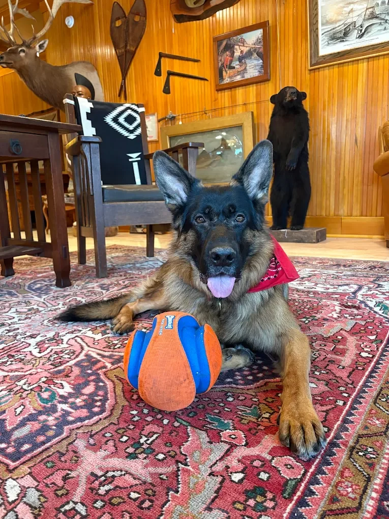 A German Shepherd dog wearing a red bandana, lying on a patterned rug with its tongue out and a blue and orange ball in front of it inside a wood-paneled room. In the background, there are mounted animal heads, paintings, and a bear standing upright.