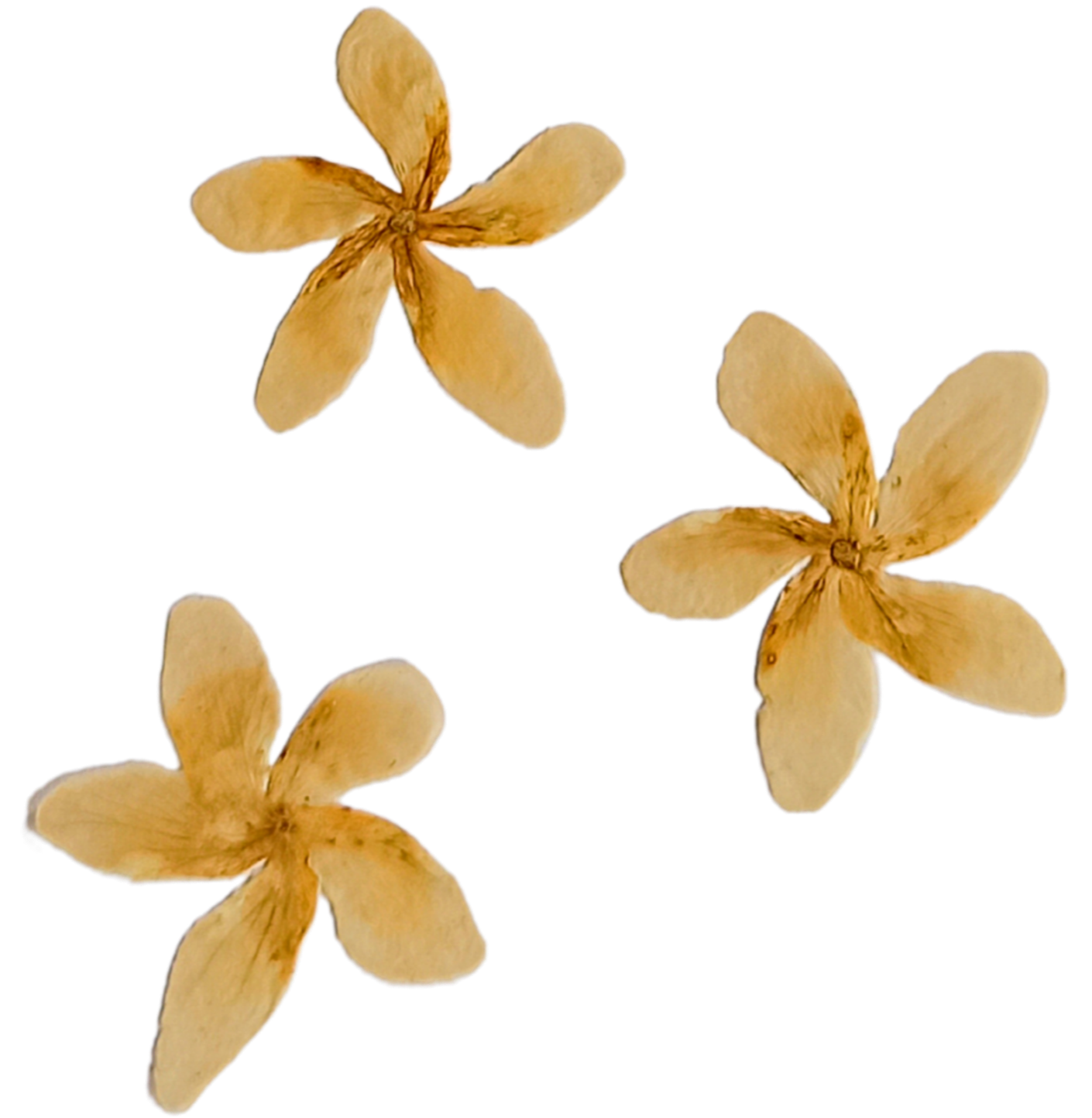Three dried beige flower petals isolated on a black background.