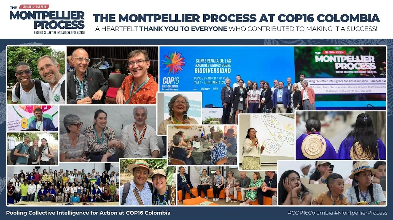 The Montpellier Process at COP16, Cali, Colombia