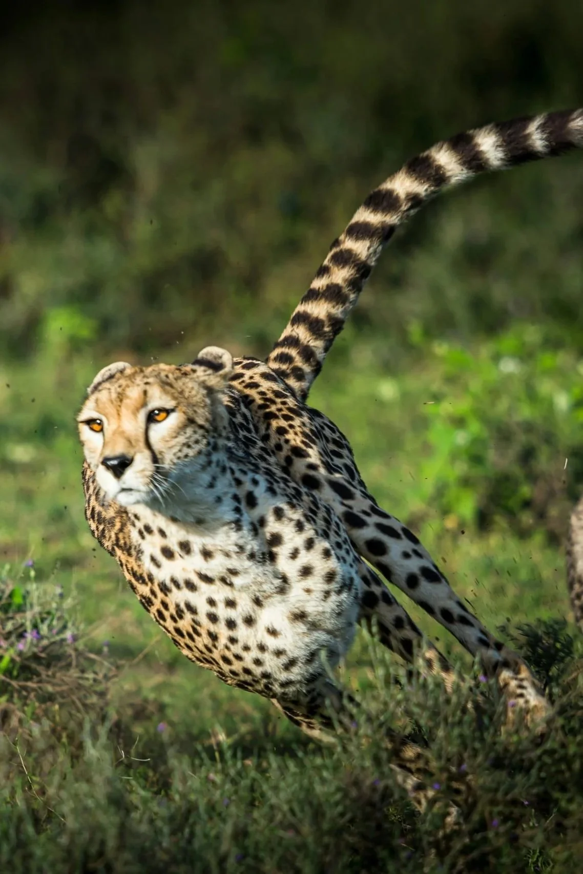 Adult cheetah running at full speed through grass