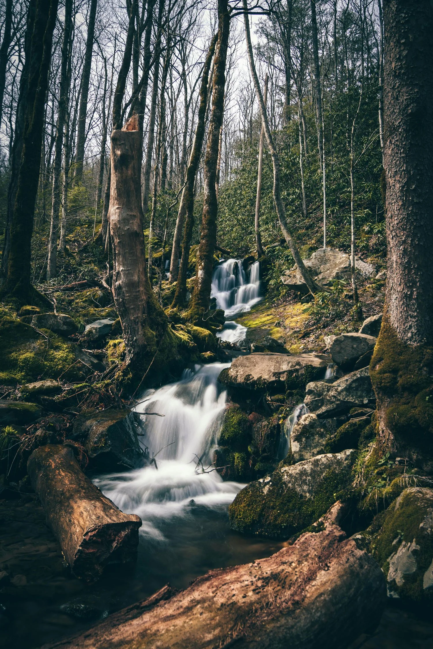 A forest scene with a small waterfall flowing over rocks surrounded by moss-covered trees and fallen logs.