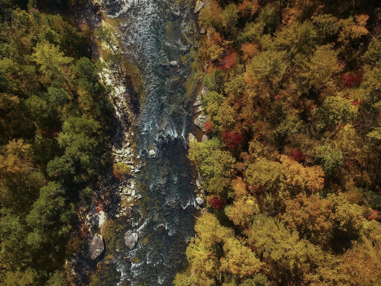 An aerial view of a forest with colorful fall foliage and a river running through the middle.