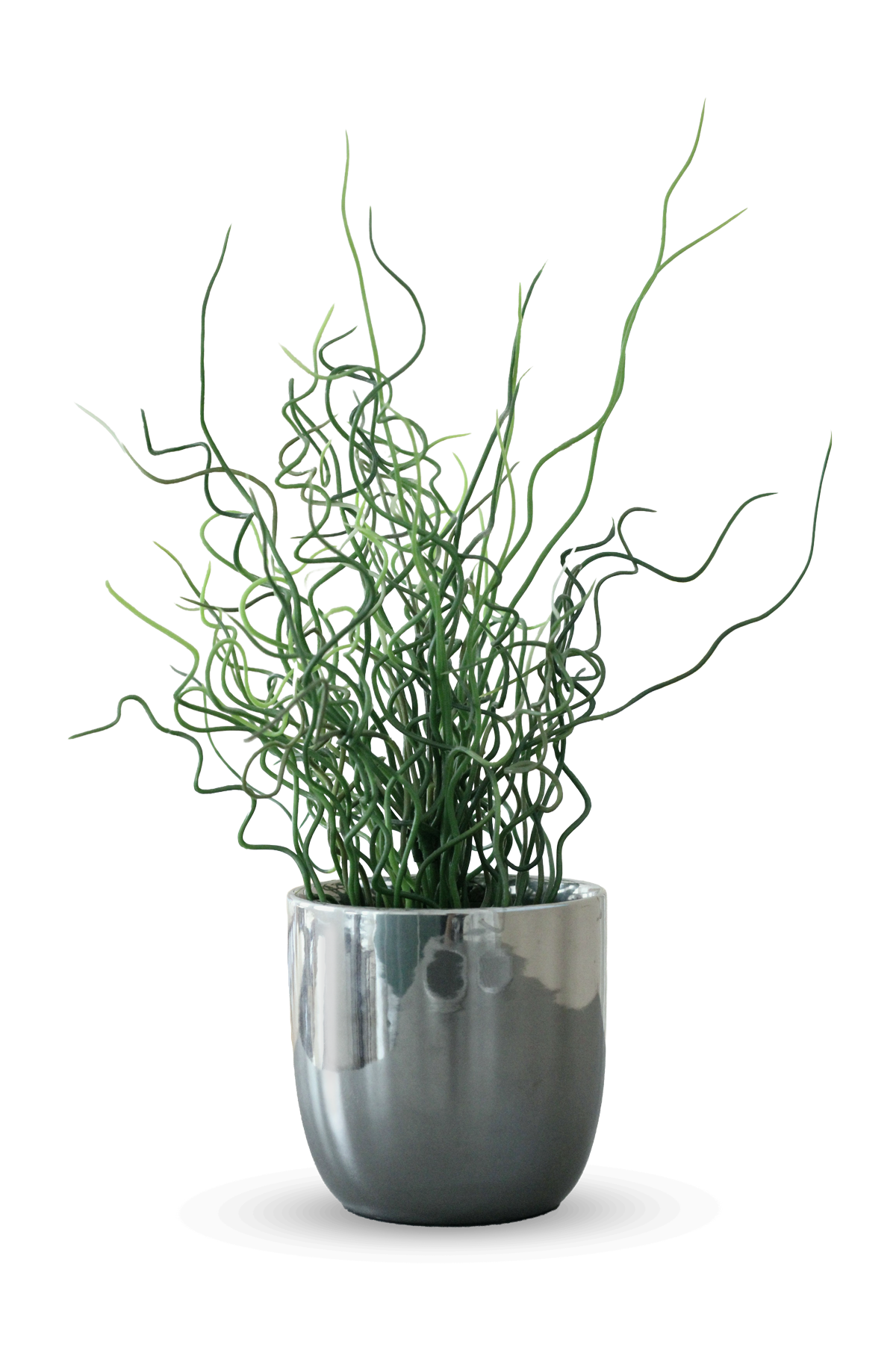 A potted plant with long, twisted, green stems in a shiny silver pot. Symbolic of the Brainspotting therapy practice.