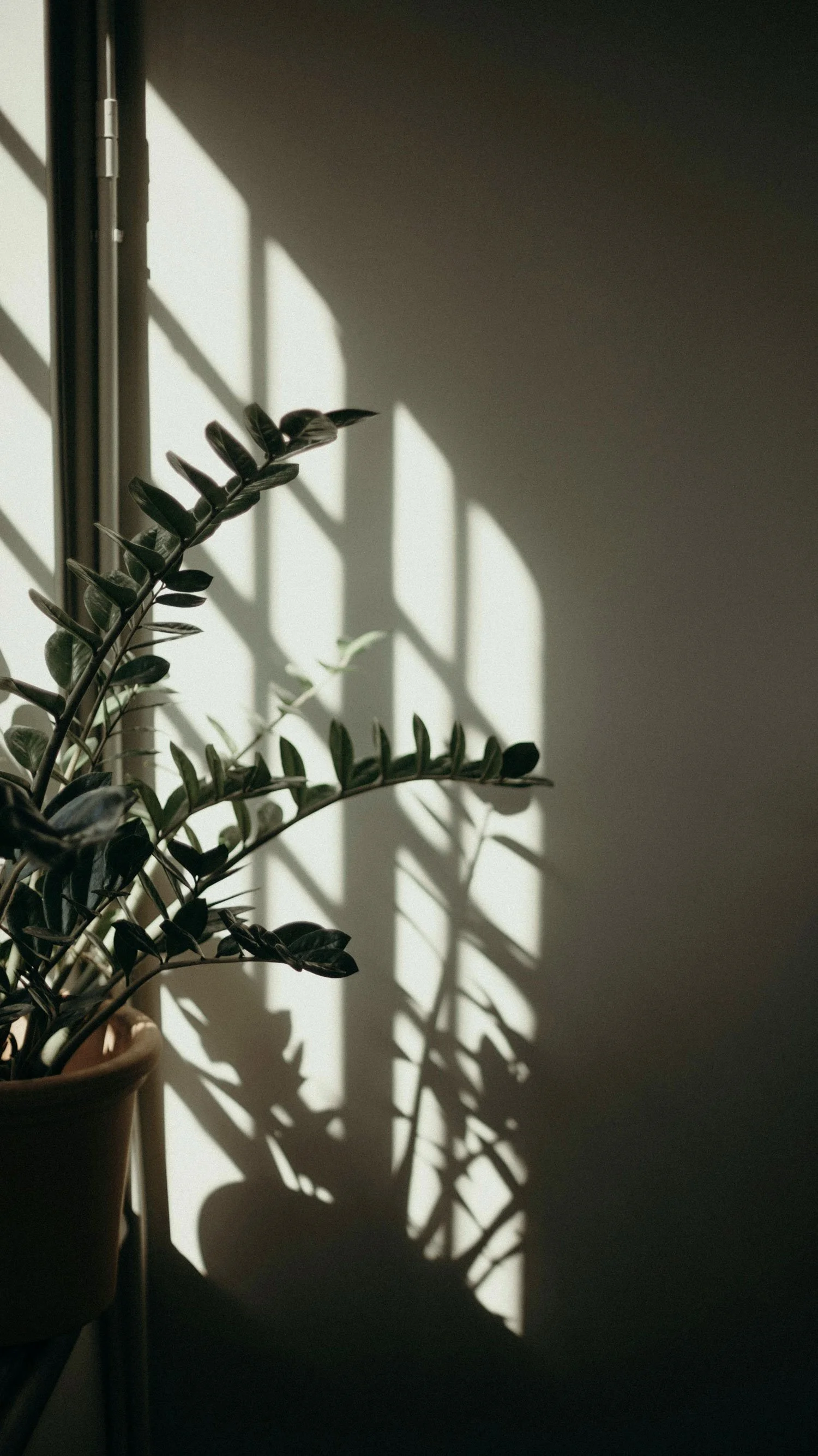 Sunlight casting shadows of a potted plant with dark green, oval-shaped leaves onto a white wall near a window.