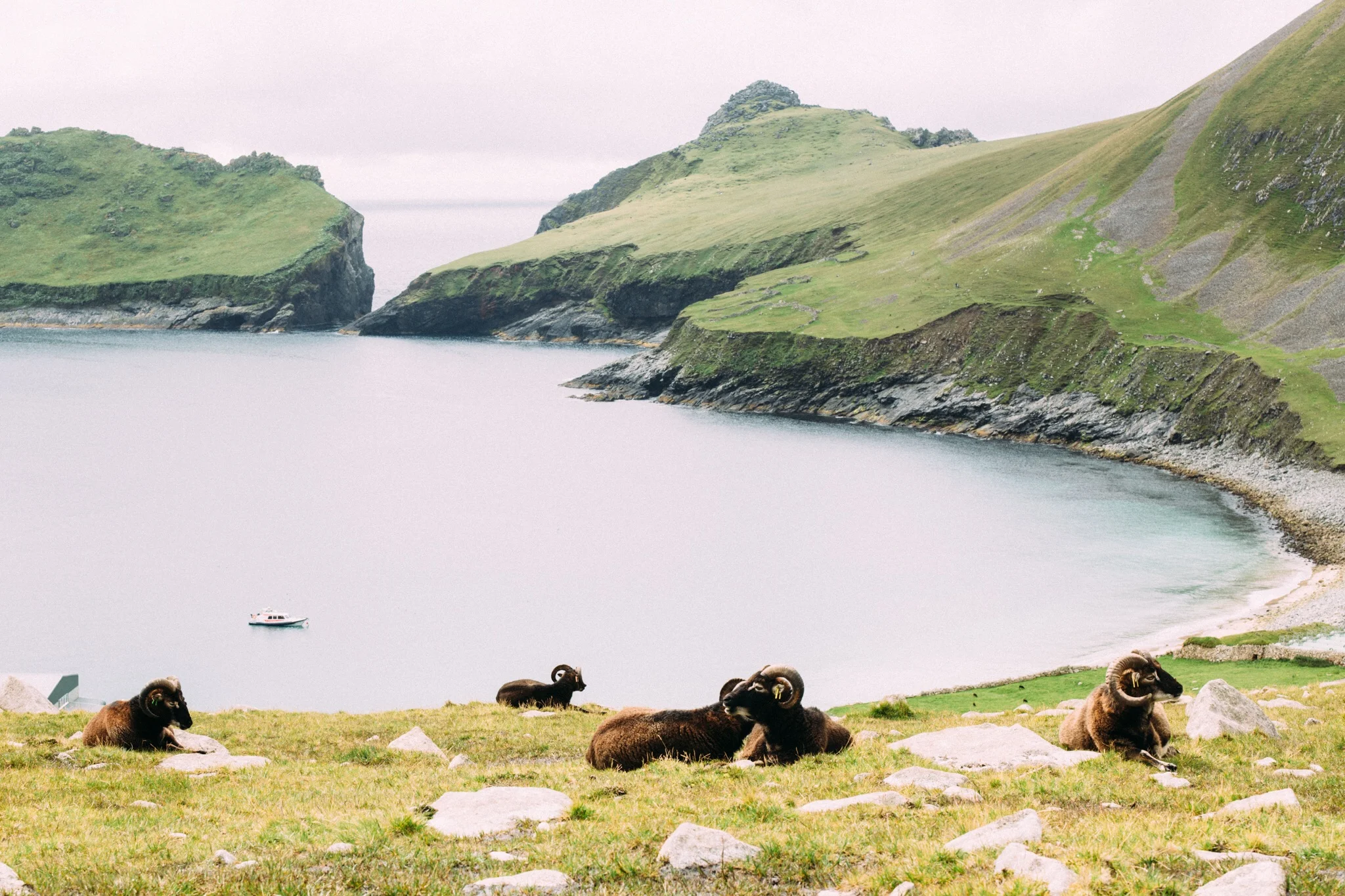 St Kilda's indigenous sheep. There was a research team on the island when I was there working on gathering information on the species.&nbsp;