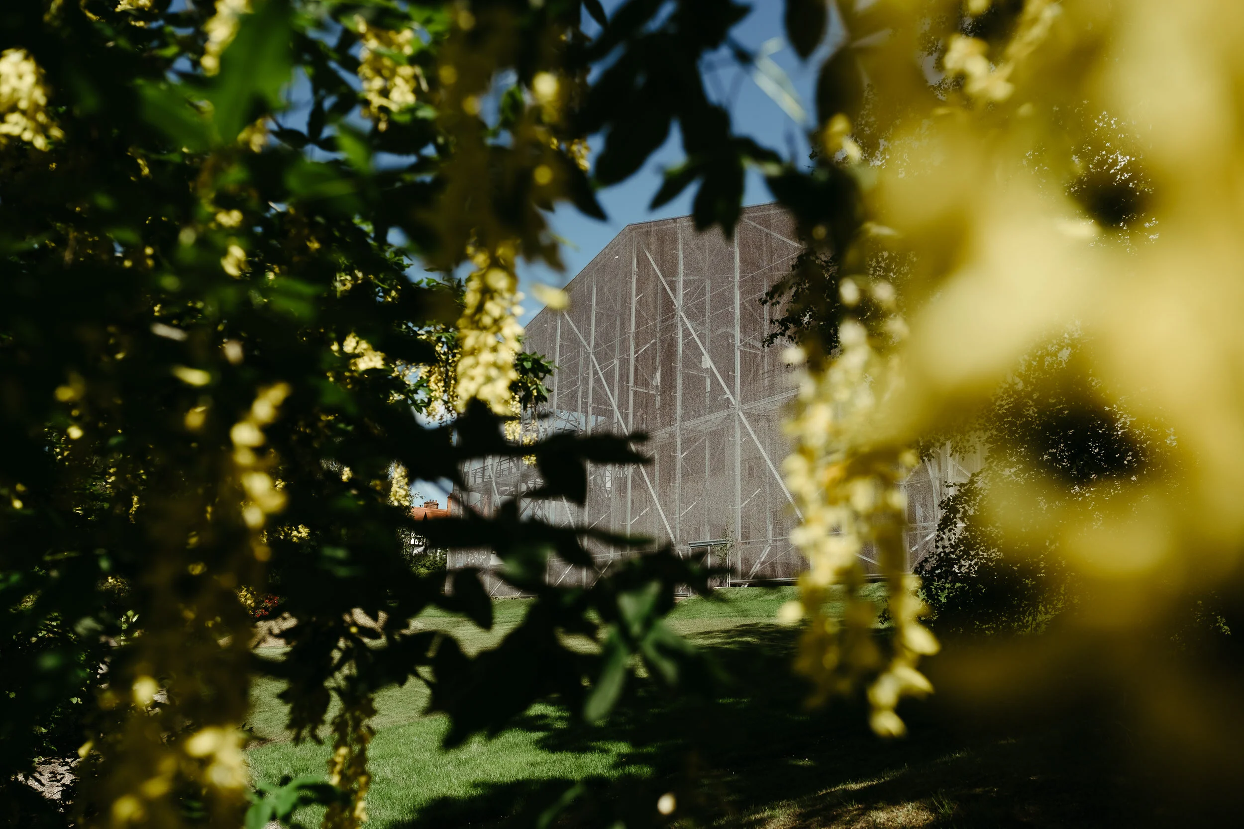 A large, industrial-style building under construction, covered in scaffolding, is seen through the branches and yellow blossoms of a tree in a park.