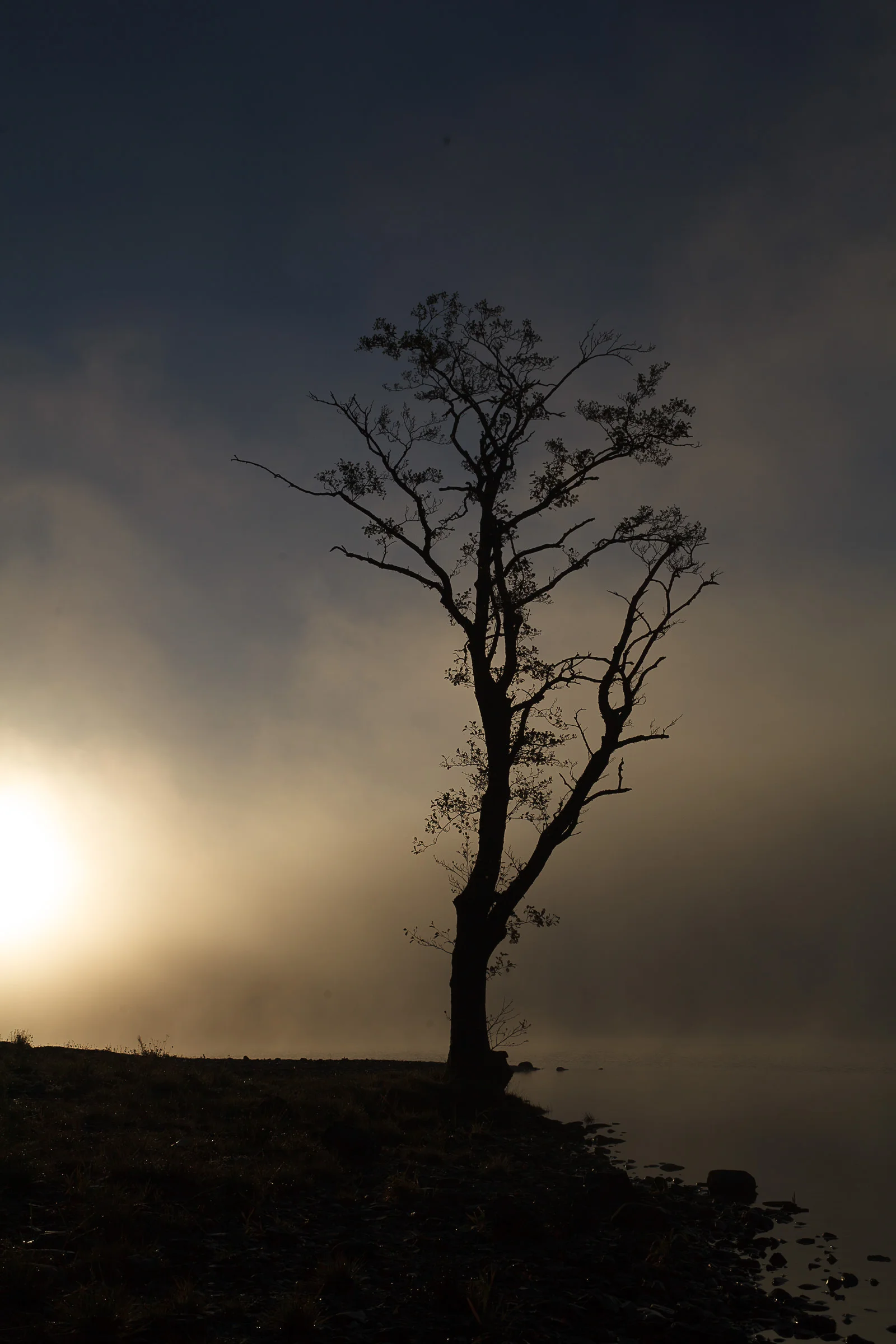 A silhouetted tree by a body of water during sunset or sunrise, with a dark sky and some clouds.