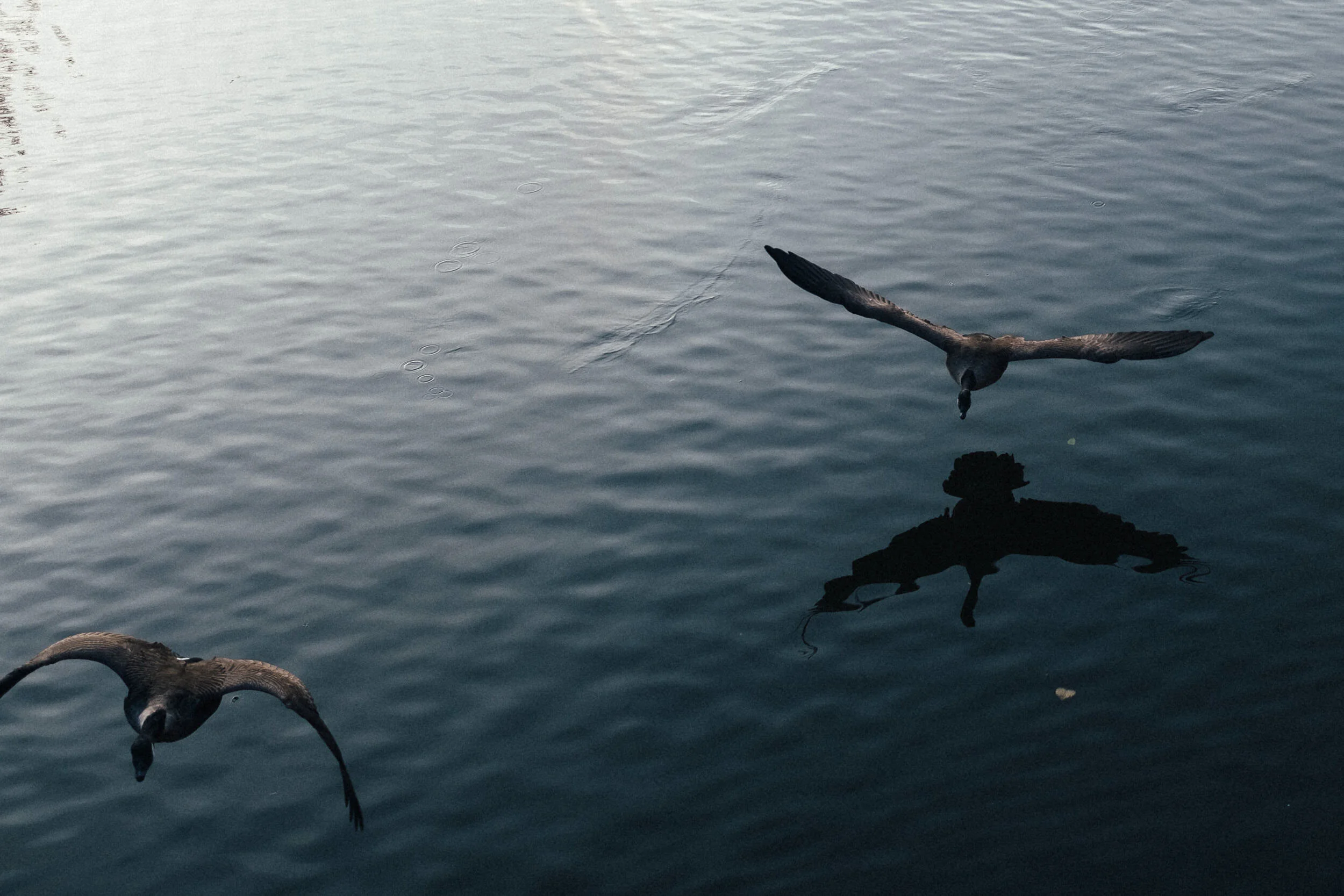 Two ducks flying over a calm body of water, with their wings spread wide and reflections visible on the water surface.