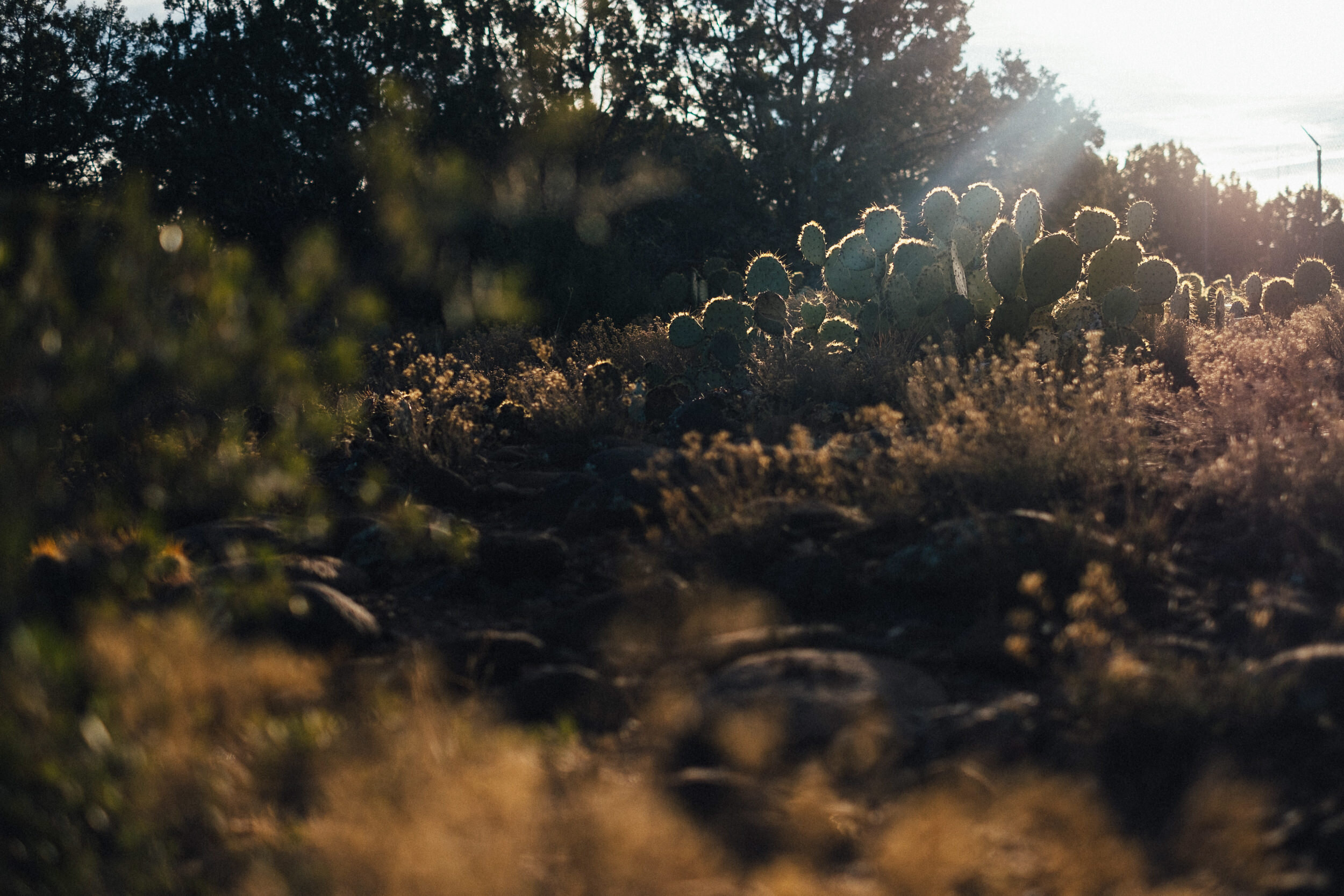 A desert landscape with numerous prickly pear cacti in the foreground, trees in the background, and a solar panel or streetlight to the far right, with the sun setting or rising.
