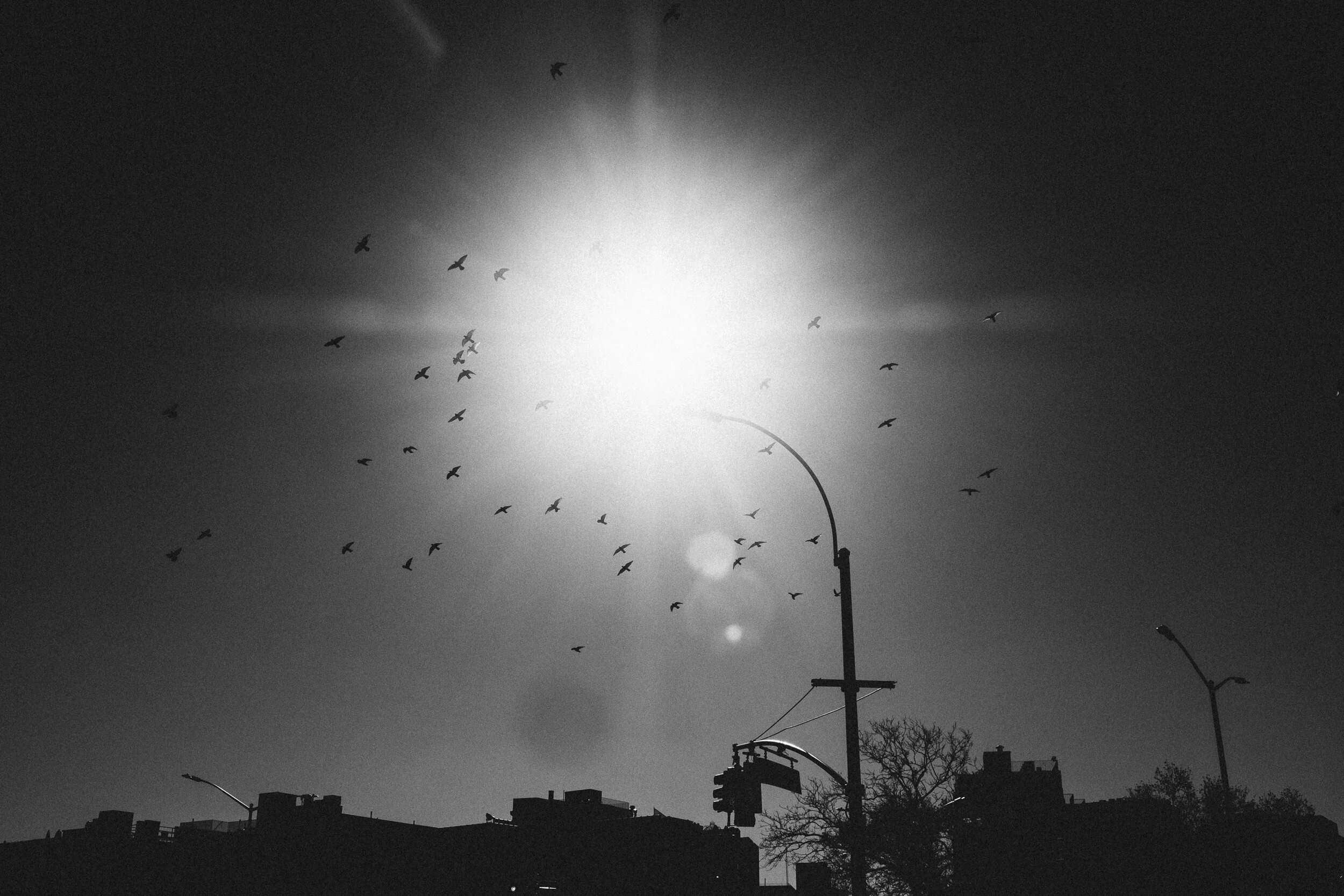 Black and white photo of a streetlamp against the sky with birds flying around it, with silhouettes of houses and trees in the background.