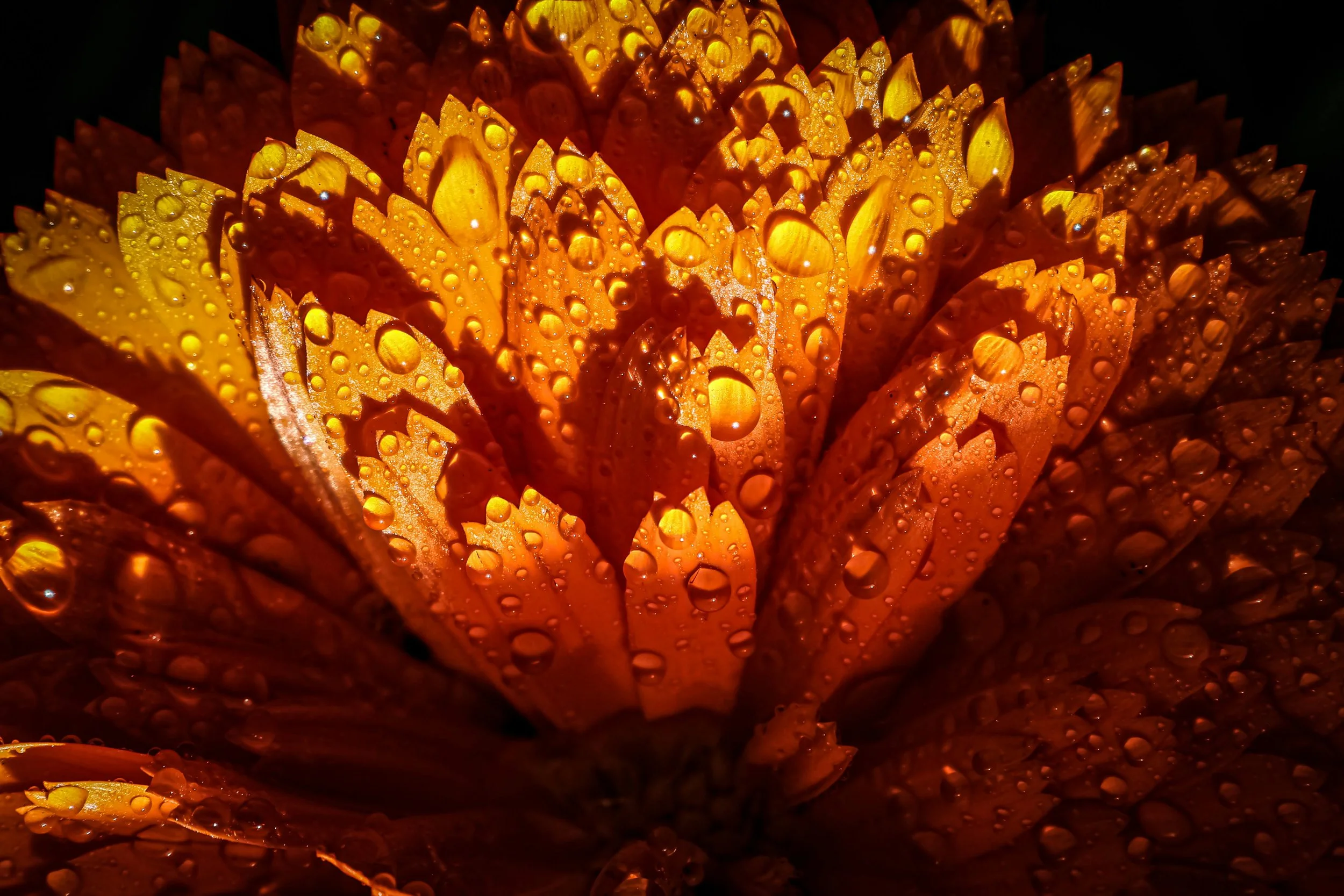 Aligning with Nature: The Benefits of Sourcing Ingredients from Their Native Habitats