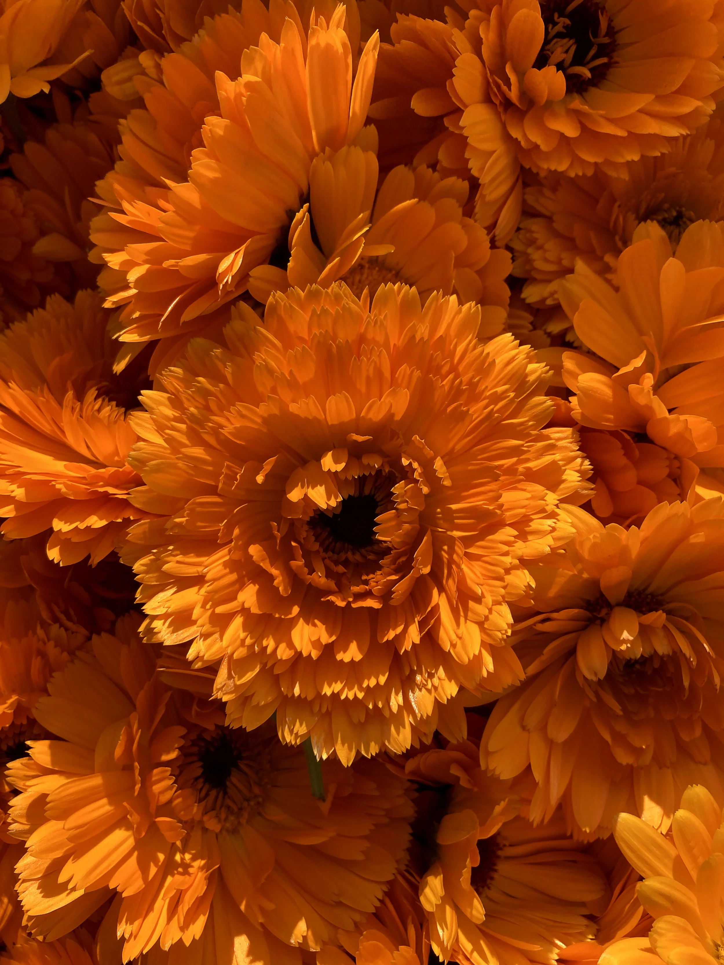 Calendula: A Skin-Loving Hero