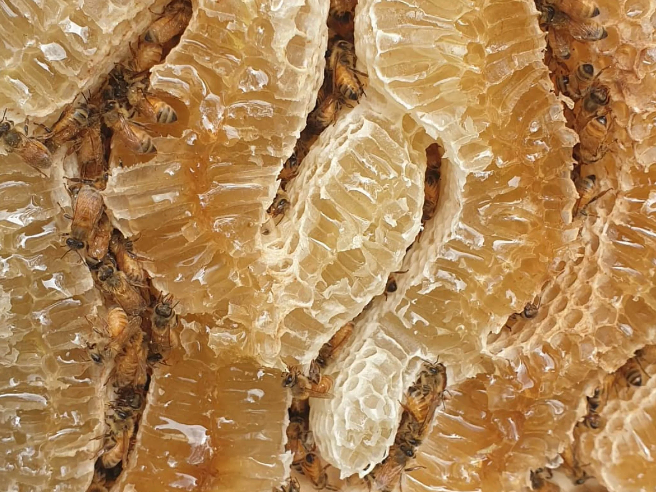 Manuka Beeswax: The Antimicrobial Powerhouse for Your Skin