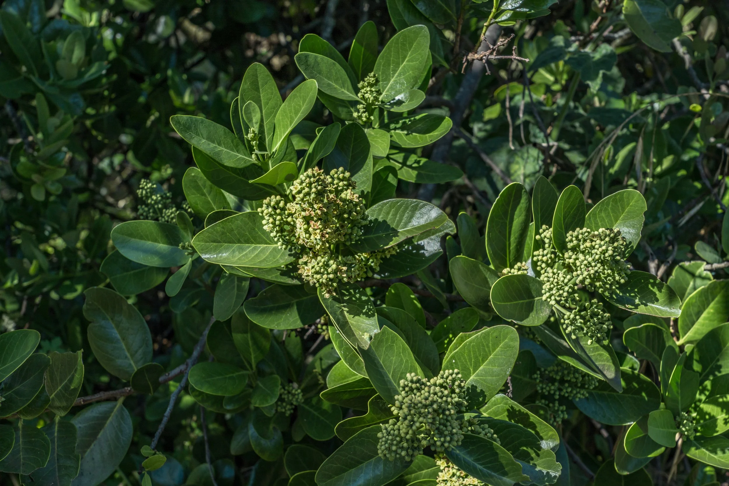 Hawaiian Sandalwood Essential Oil: Nature’s Calming Elixir for Skin