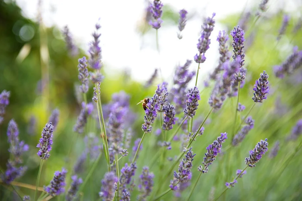 Lavender: The Essential Oil for Relaxation and Radiance