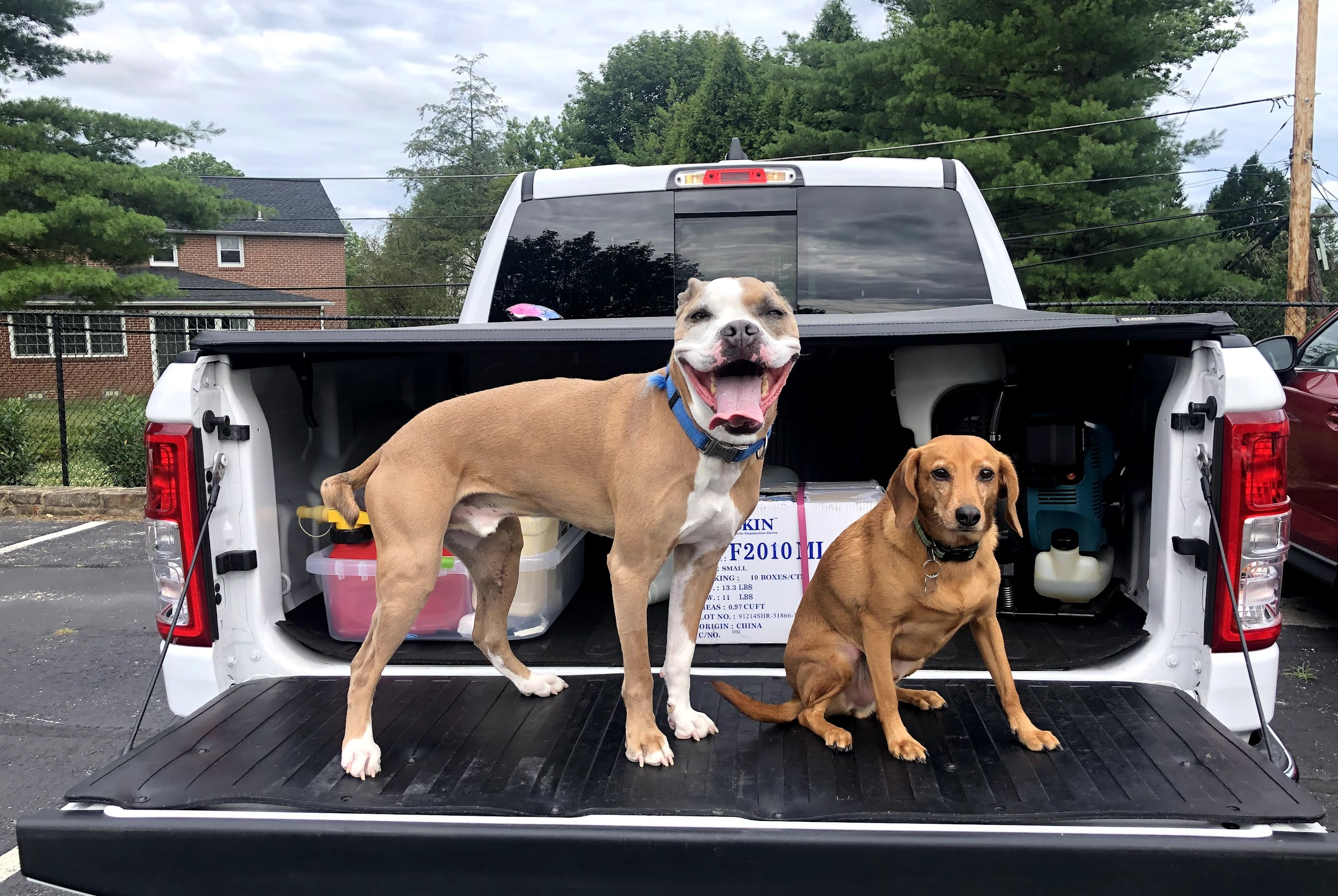 Two dogs sitting on the tailgate of a white pickup truck in a parking lot. The larger dog is tan and white, smiling with its tongue out, wearing a blue collar. The smaller dog is brown, sitting calmly with a black collar. The truck's bed contains various supplies and equipment, with trees and a brick house in the background.