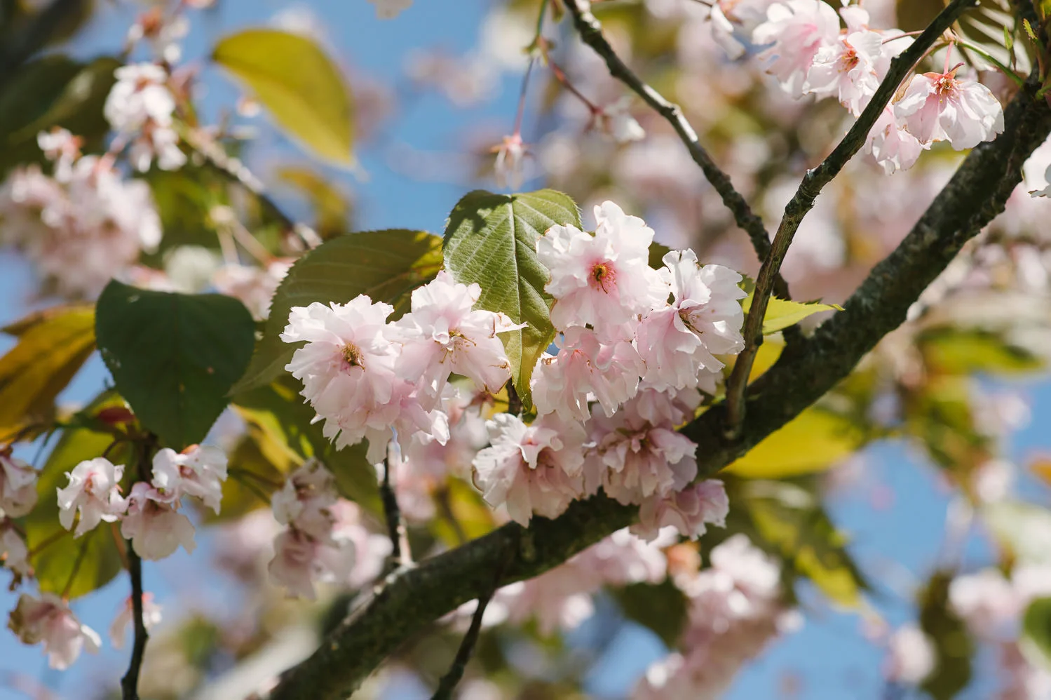  Alternative Belfast Northern Ireland and European Destination Wedding Photographers 