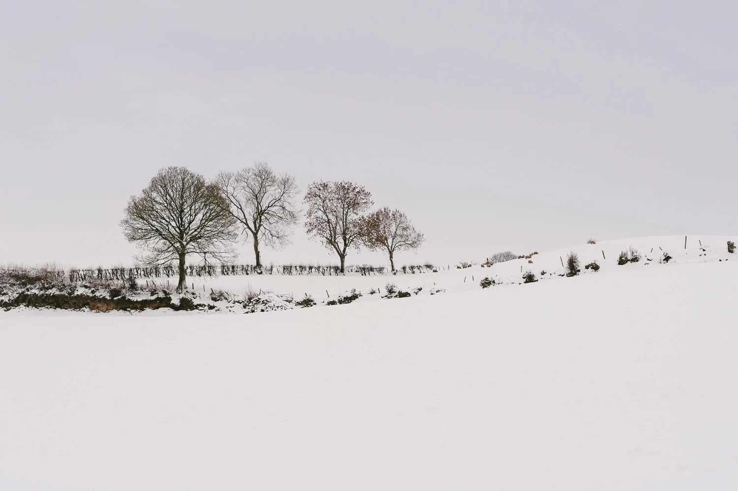  Alternative Belfast Northern Ireland and European Destination Wedding Photographers 