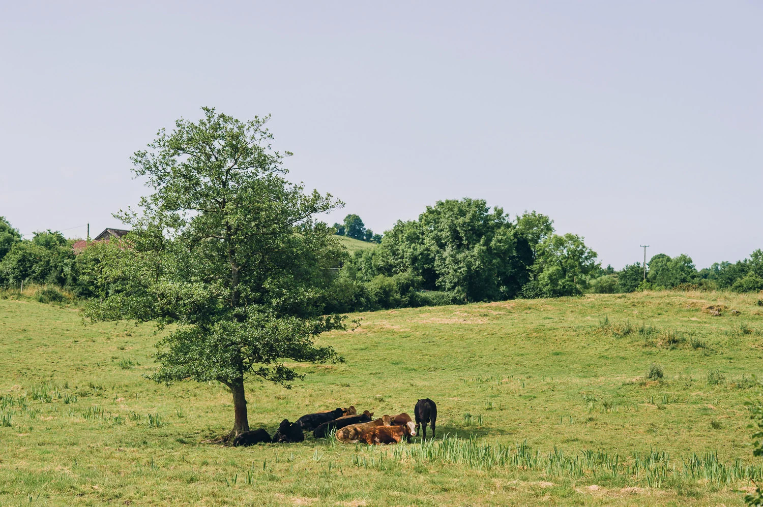  Alternative Belfast Northern Ireland and European Destination Wedding Photographers 