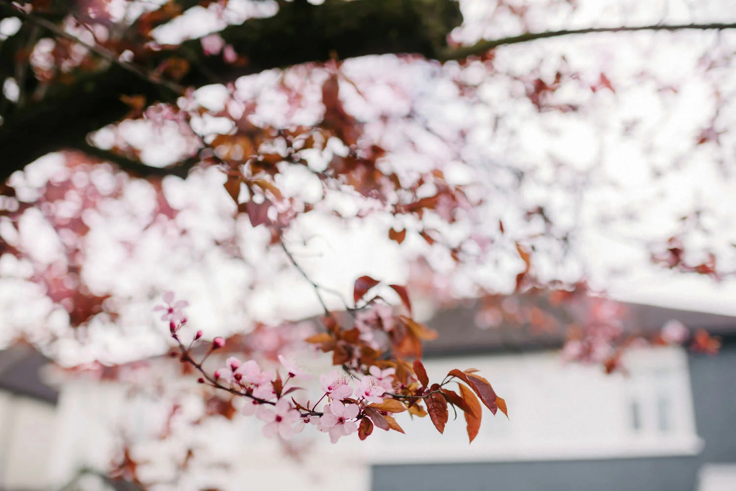  Village at Lyons Wedding photos photography.  Best Wedding photographers Ireland. 