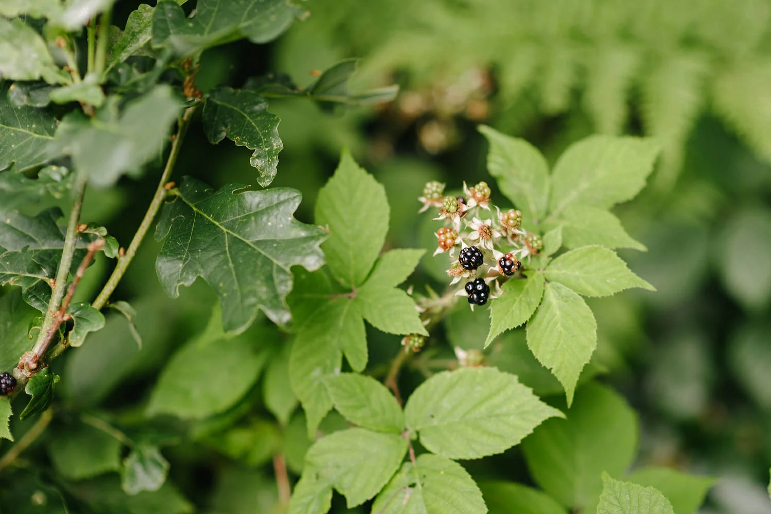  Finnebrogue Woods Magnakata wedding Northern Ireland Belfast wedding photographers 