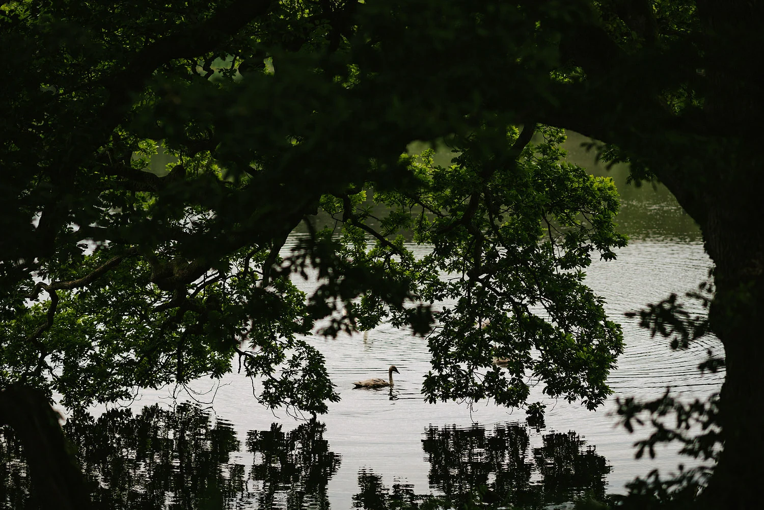  Finnebrogue Woods Magnakata wedding Northern Ireland Belfast wedding photographers 