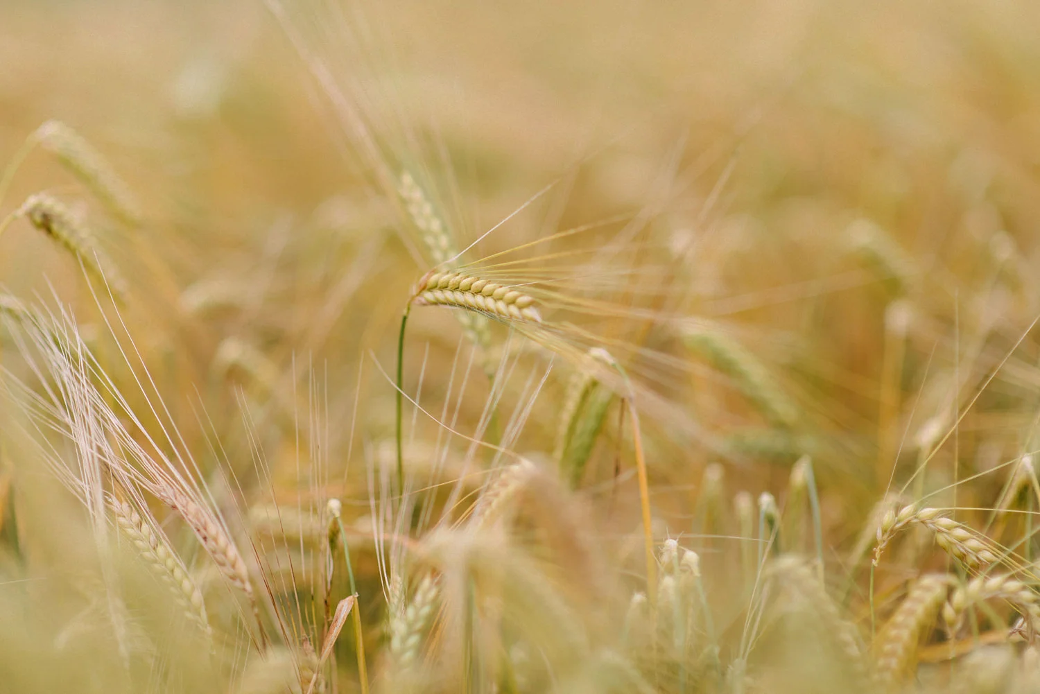  Wedding Photographers Northern Ireland and Destination Simple Tapestry. Wedding Photos at Ballymagarvey Village, Ireland, Guinness, Irish wedding, summer, humanist wedding 