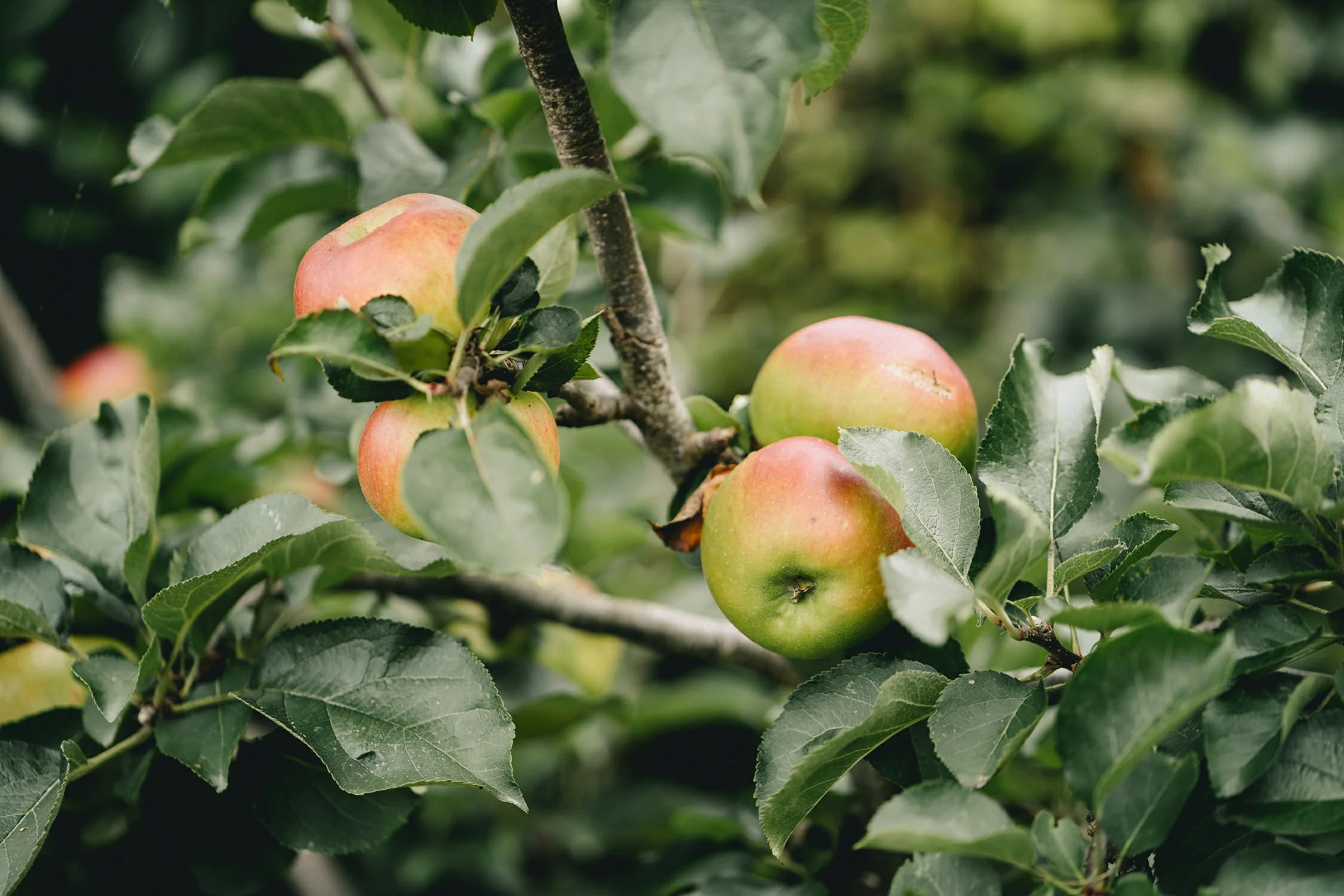 Tullyveery House Wedding Photos 044.JPG