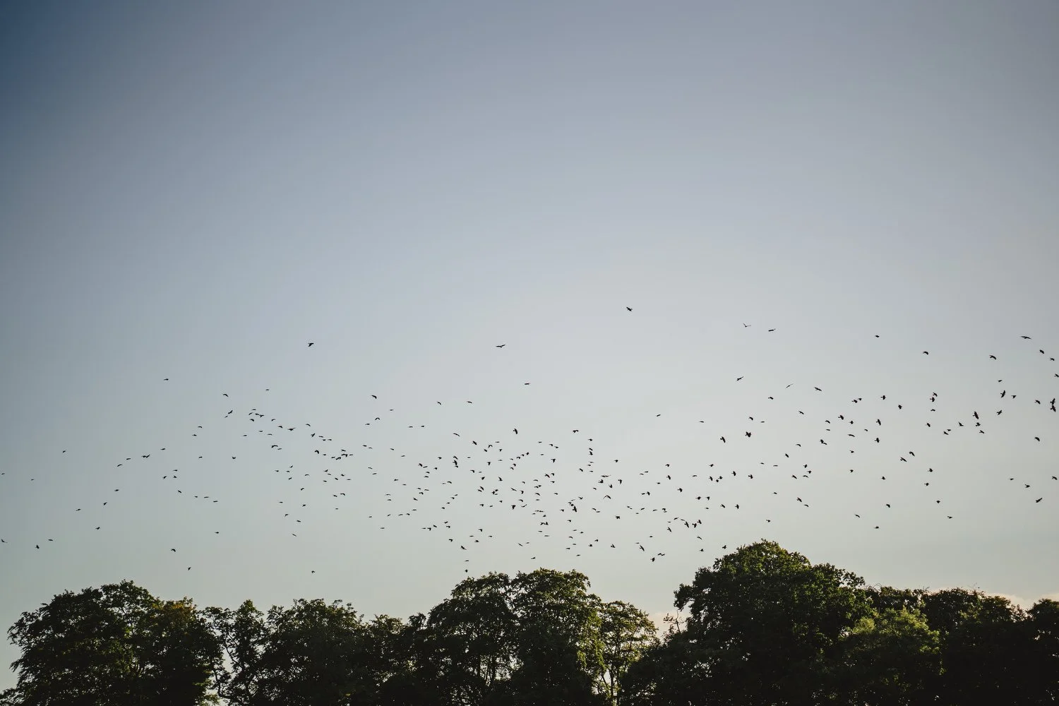  Catriona and Kevin’s gorgeous wedding in Tankardstown House.   