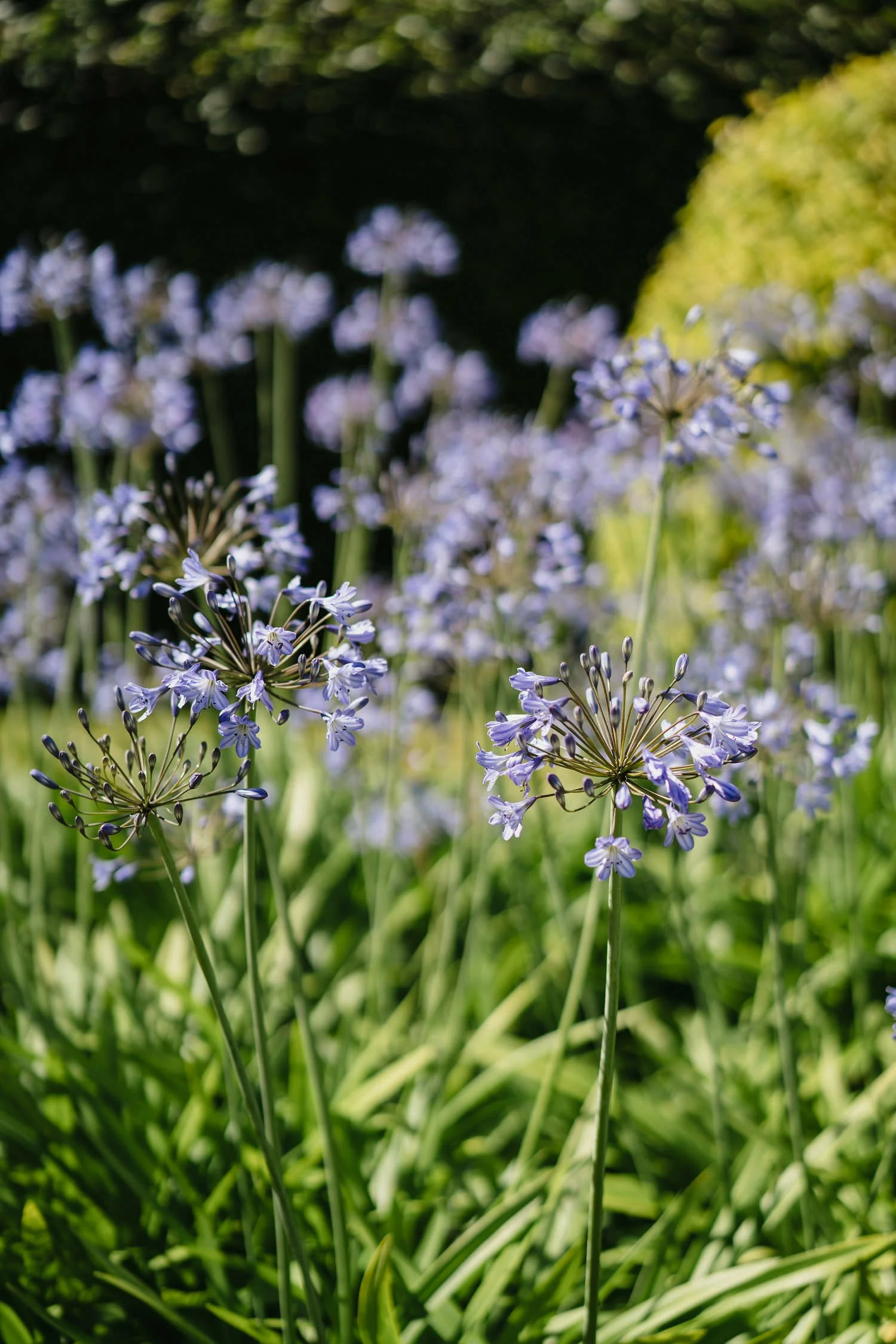 Tullyveery House Wedding - Anna and Mark 027.JPG