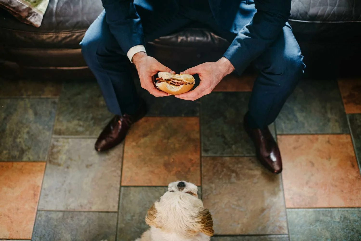 Funny photograph of a dog looking at food
