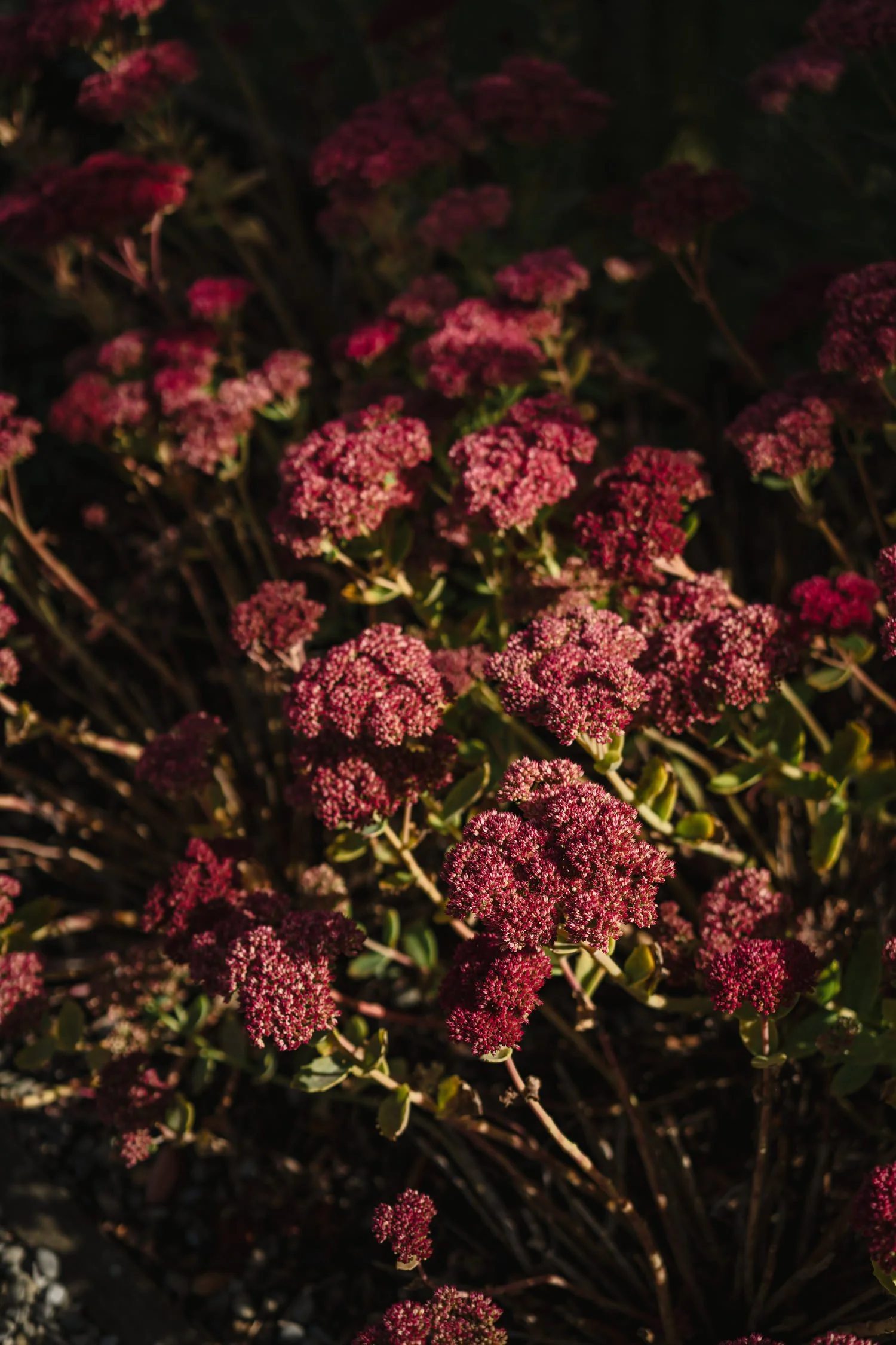  Carriage Rooms at Montalto wedding photos 