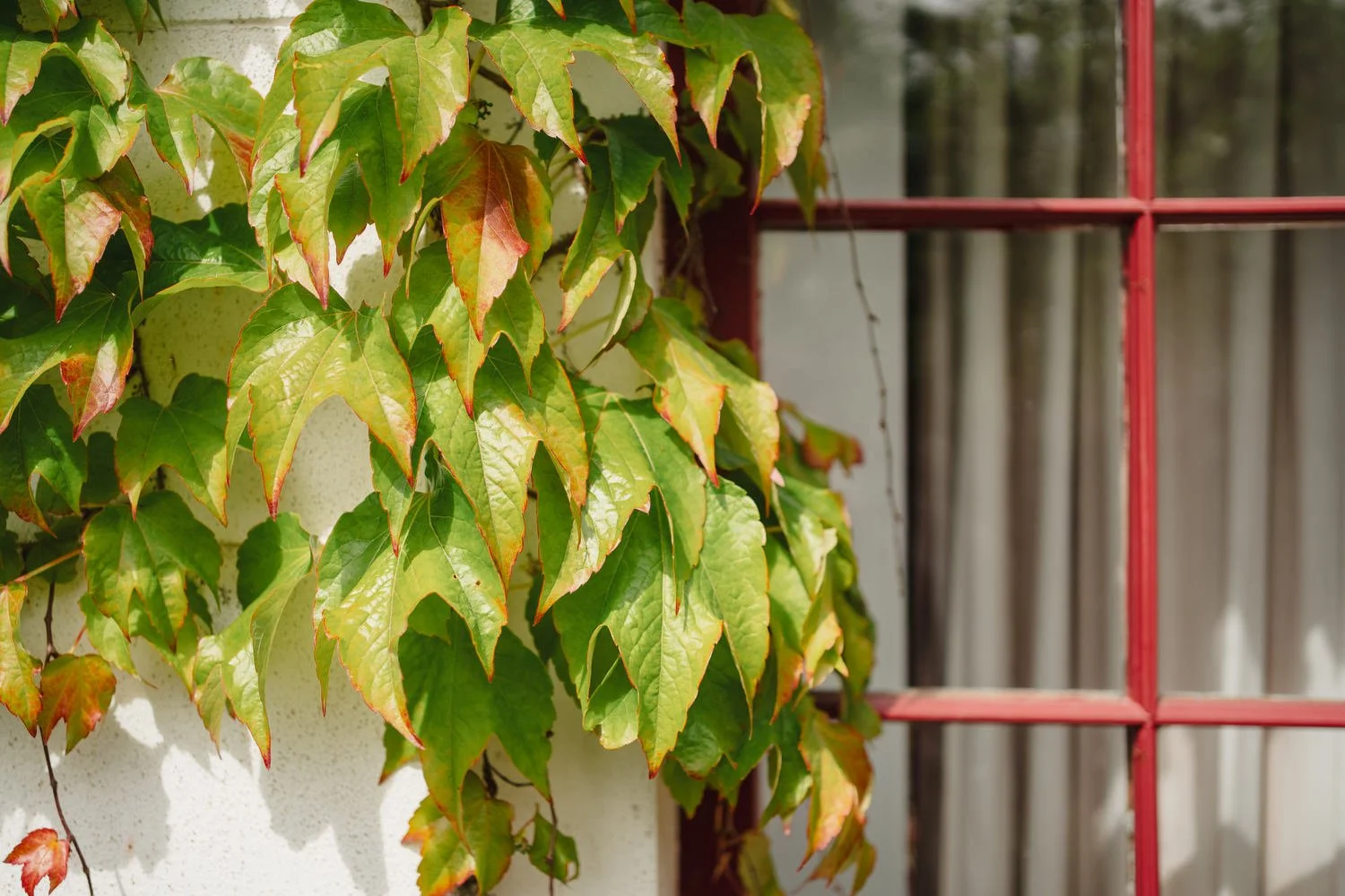 Castle Leslie Wedding - Jenny and Stephen 001.JPG
