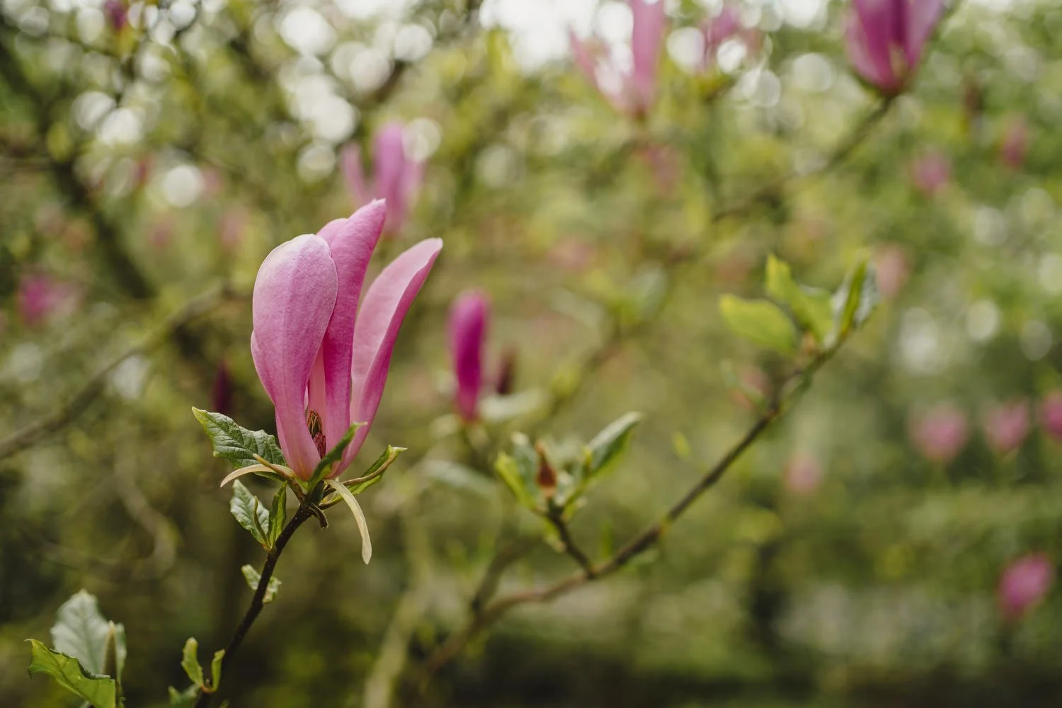 Clandeboy Lodge Wedding 110.JPG