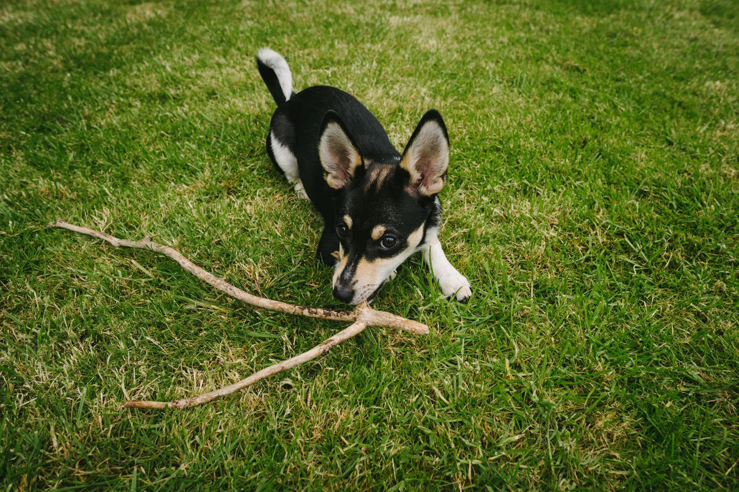  Dublin City Wedding Photos St Patricks Cathedral, Kenyan wedding 