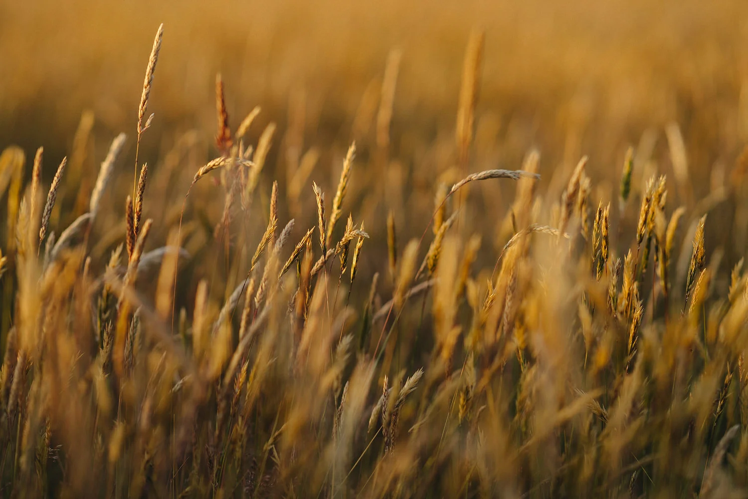  Field of Dreams Bangor Wedding Photos. Sunset wedding pictures.  