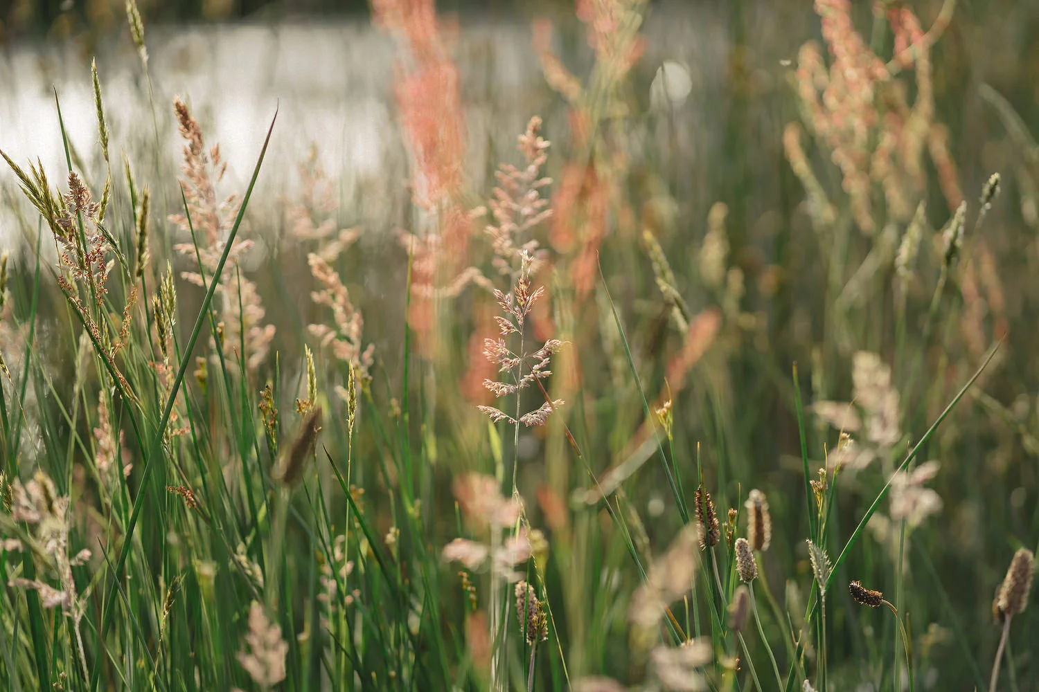  Reclamation dress, Wedding photography, Northern Ireland, Boho, Ireland, Alternative, Field of Dreams,  