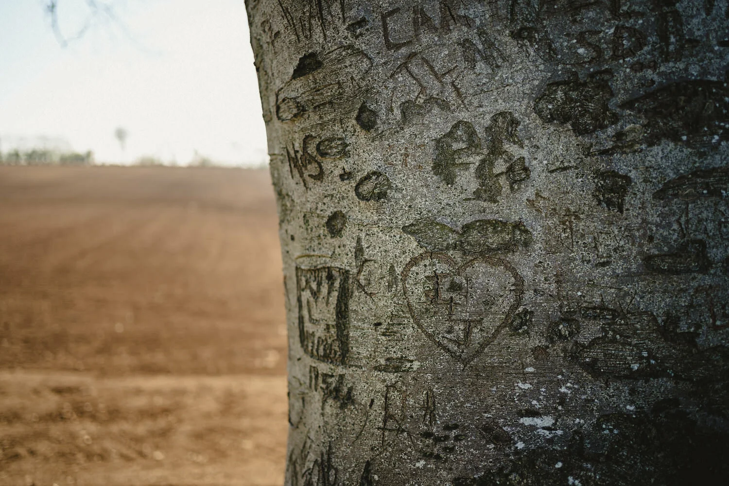 Dark Hedges wedding photos 001.JPG