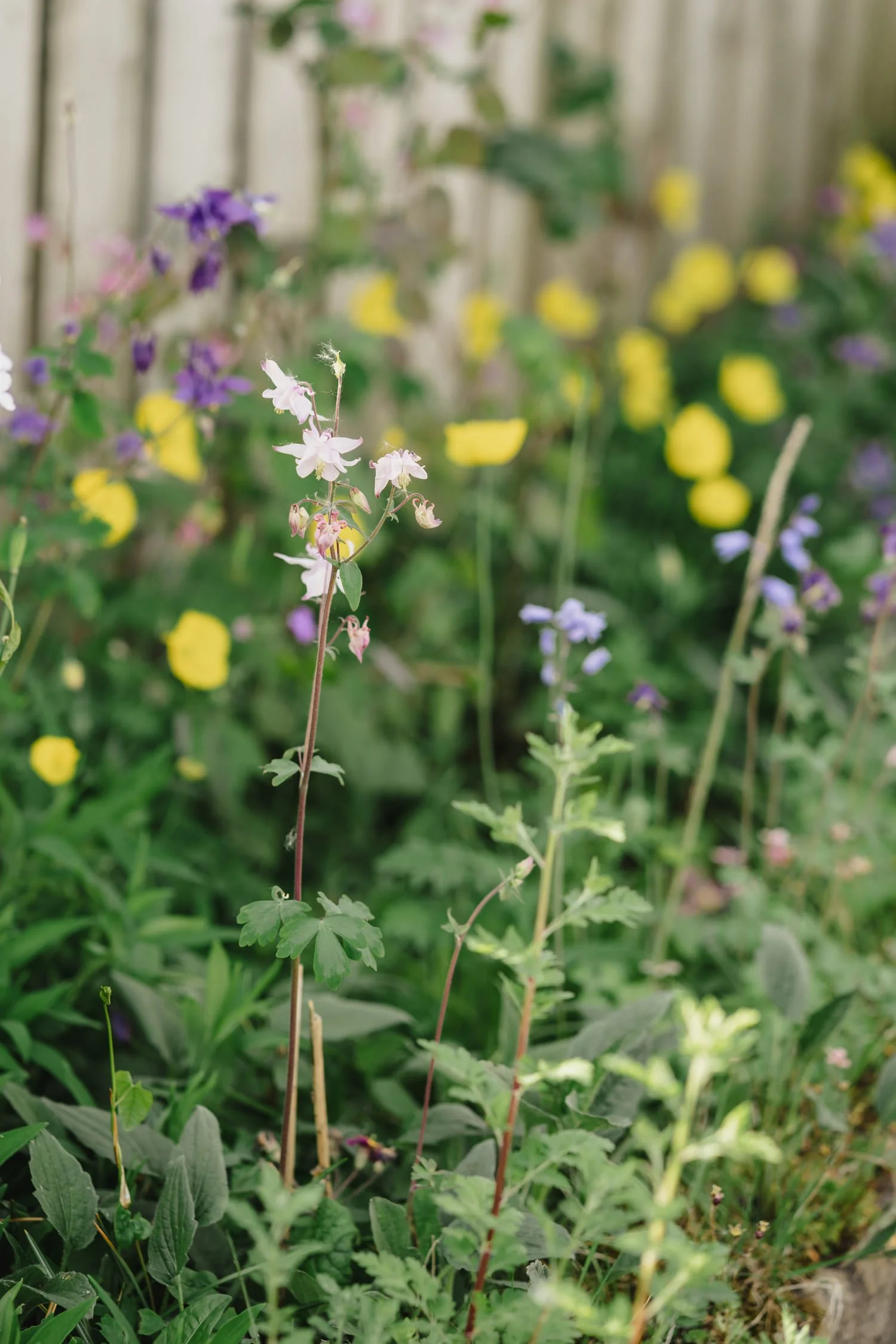 Castle Leslie Wedding Hannah and Declan 0001.JPG